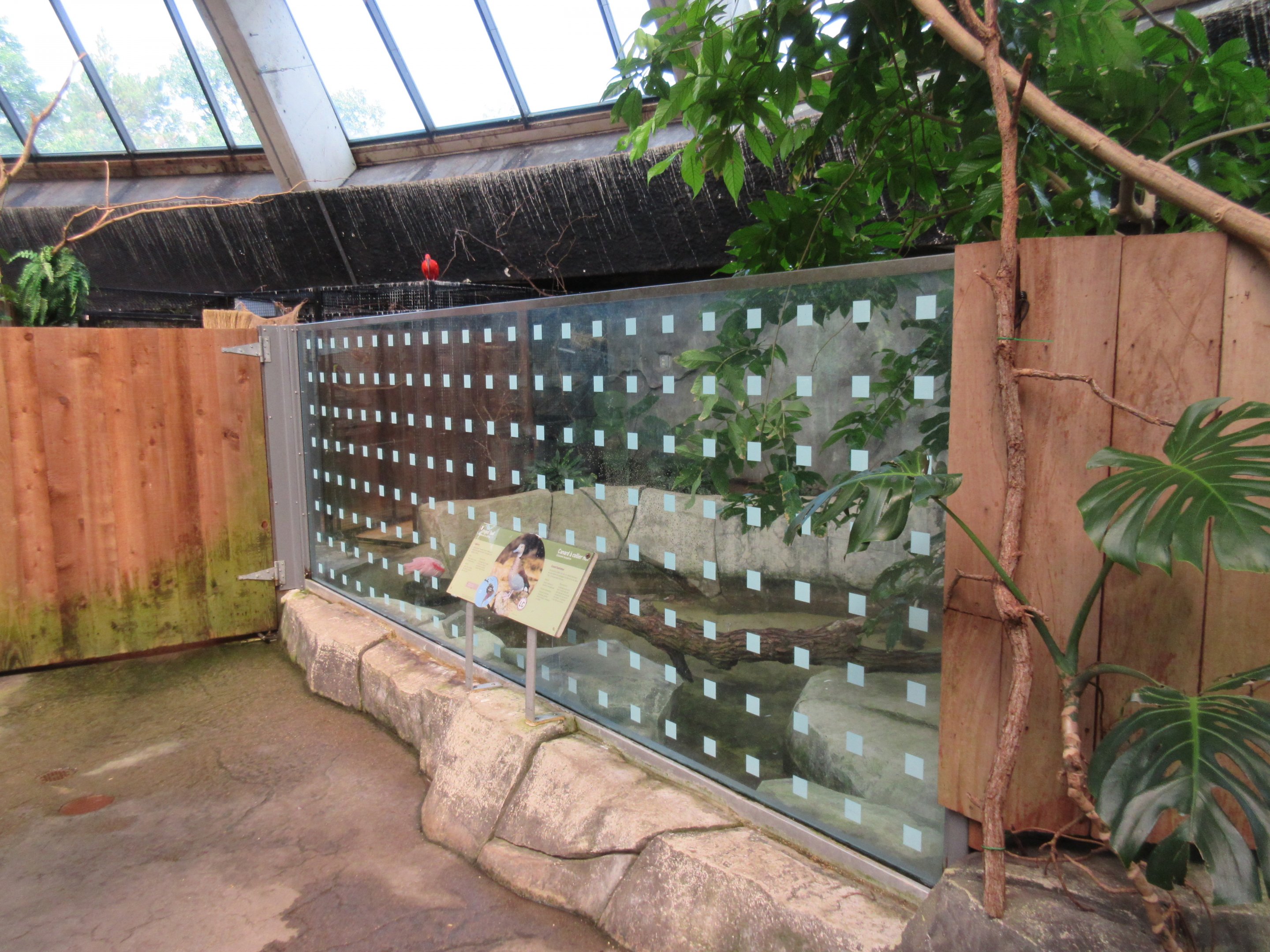 Toucan Ridge - 3 Bird Species