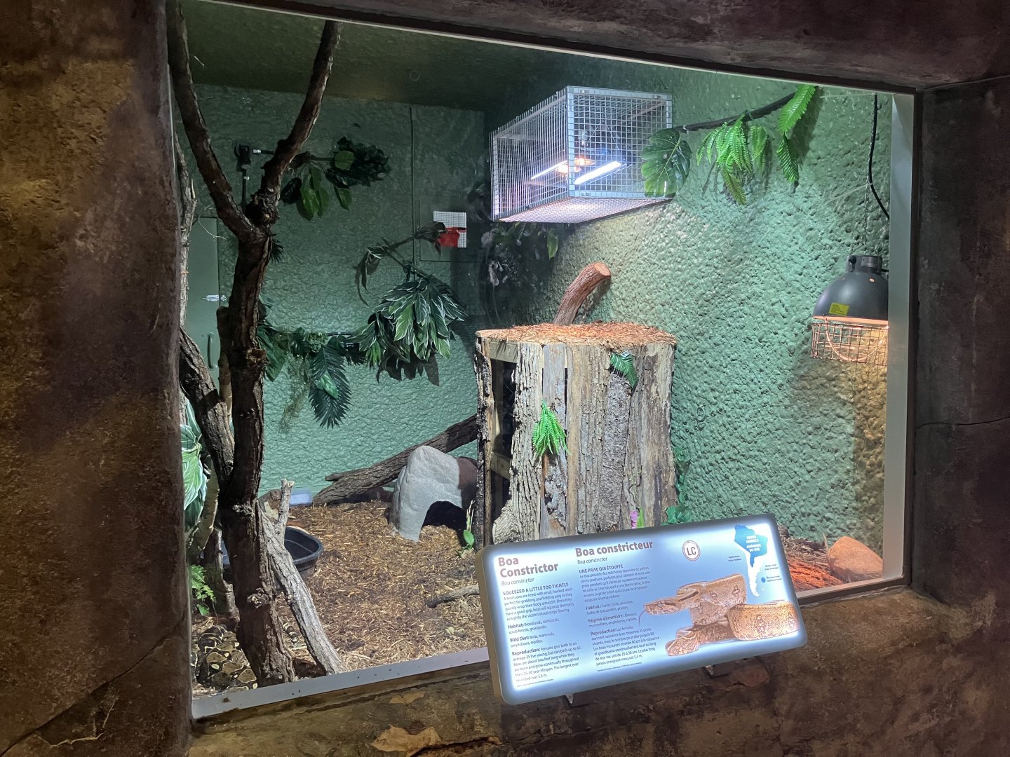 Toucan Ridge - Boa Constrictor Exhibit