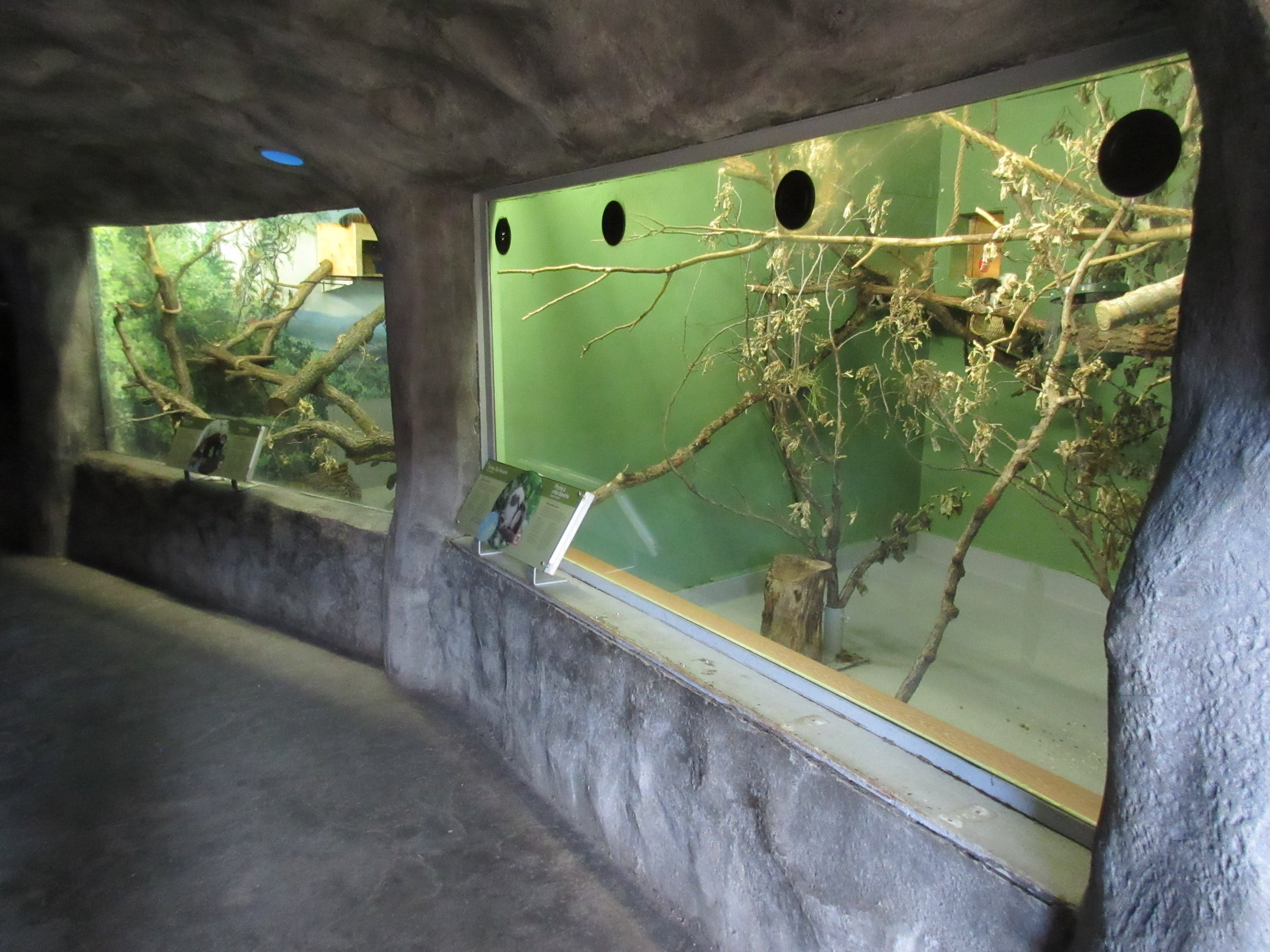 Toucan Ridge - Cotton-top Tamarin + Red Panda Indoor Exhibits