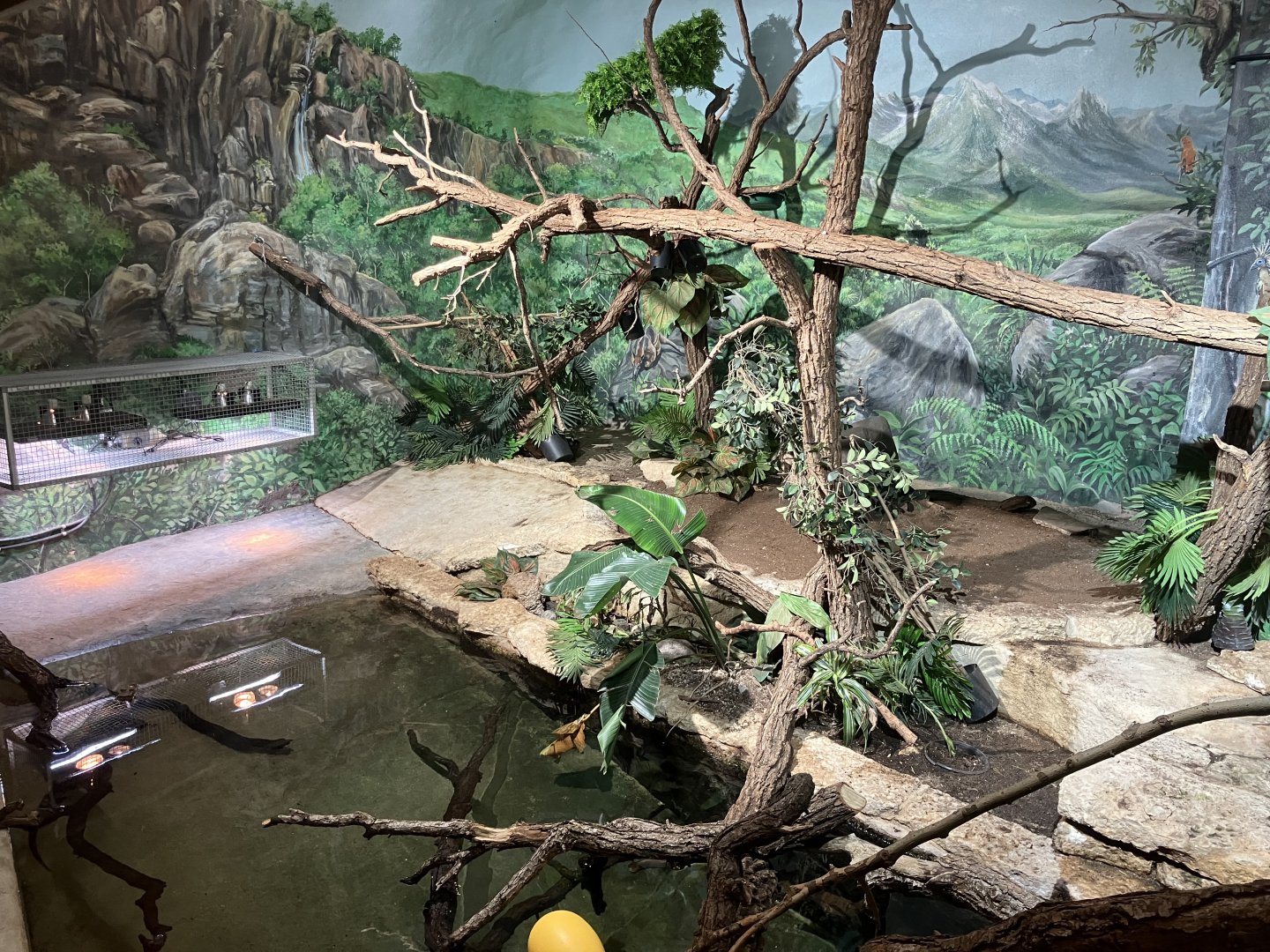 Toucan Ridge - Dwarf Caiman/Green Iguana/Yellow Spotted Amazon River Turtle Exhibit