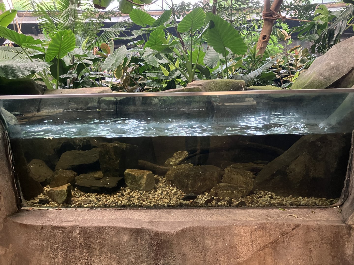 Toucan Ridge - Freshwater Stingray Exhibit