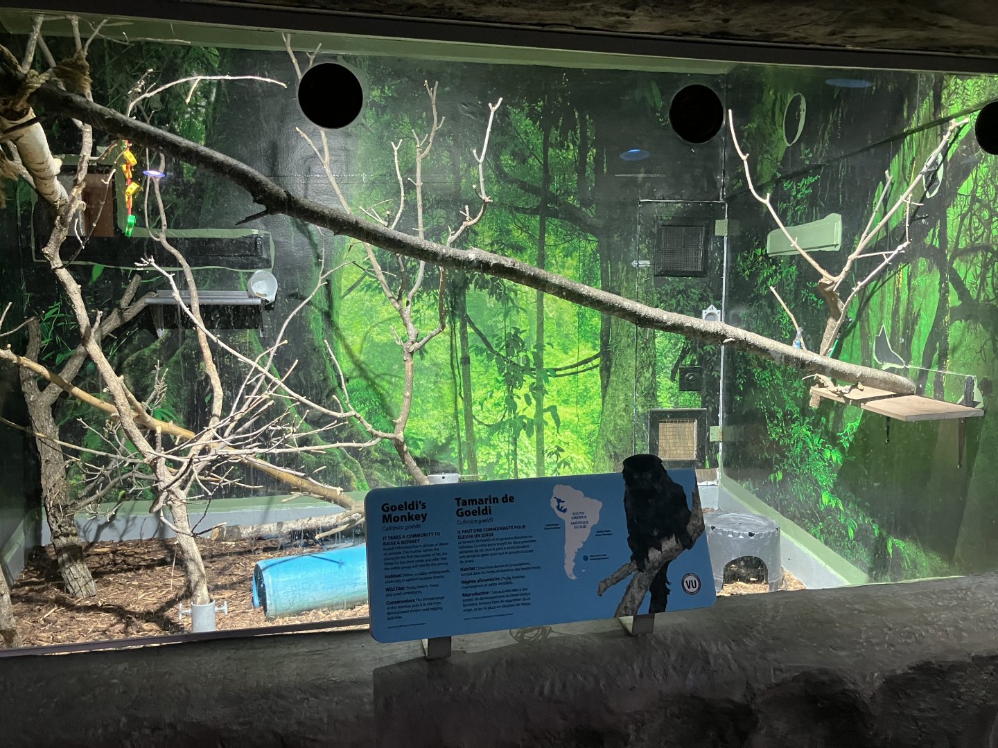 Toucan Ridge - Goeldi’s Monkey Exhibit