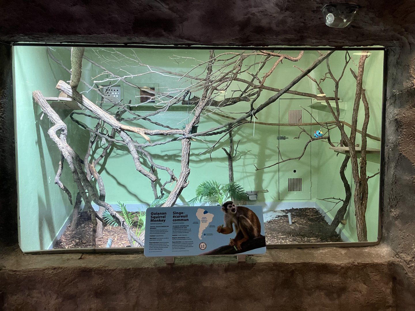 Toucan Ridge - Guianan Squirrel Monkey Exhibit