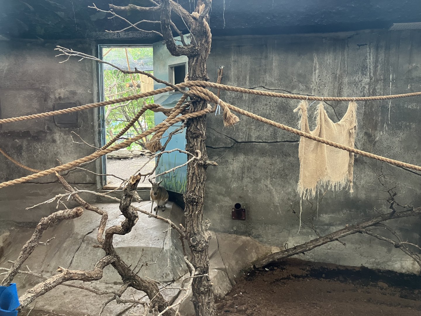 Toucan Ridge - Indoor Patagonian Mara/Guianan Squirrel Monkey/Blue-Billed Curassow Exhibit