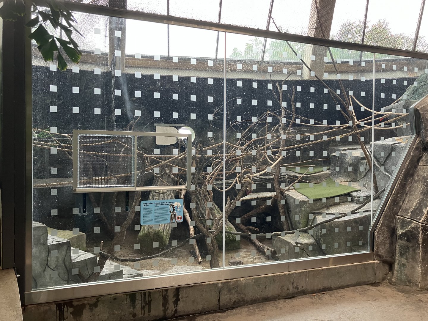 Toucan Ridge - Indoor Ring-Tailed Lemur Exhibit