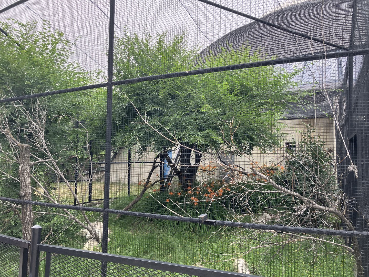 Toucan Ridge - Mourning Dove(?) Aviary