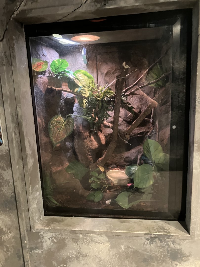Toucan Ridge - New Caledonia Giant Gecko Exhibit