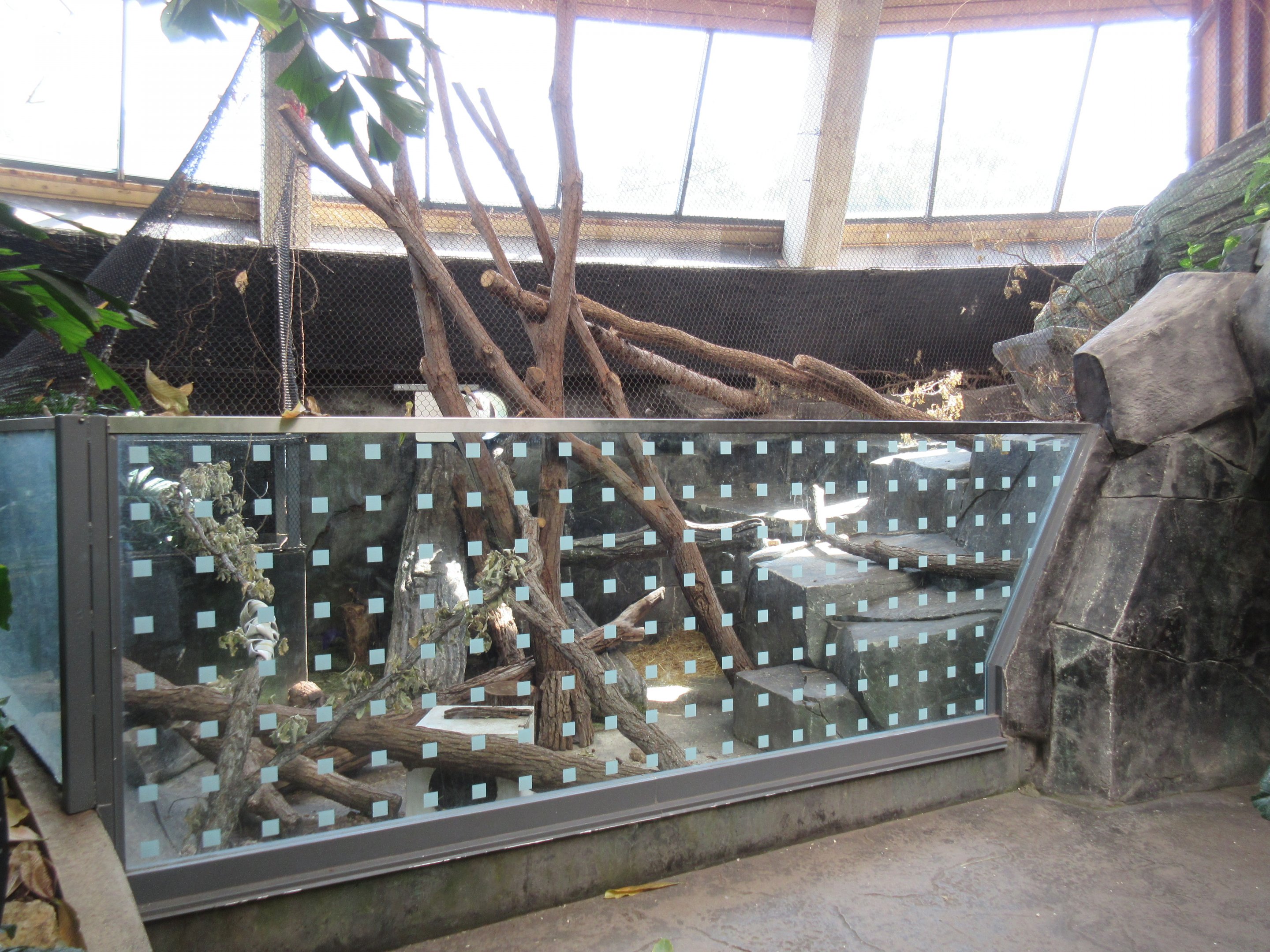 Toucan Ridge - Ocelot Indoor Exhibit