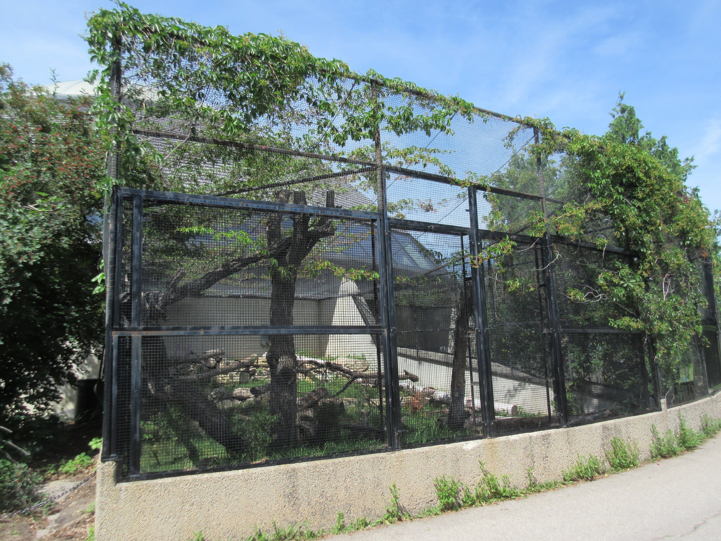Toucan Ridge - Ocelot Outdoor Exhibit