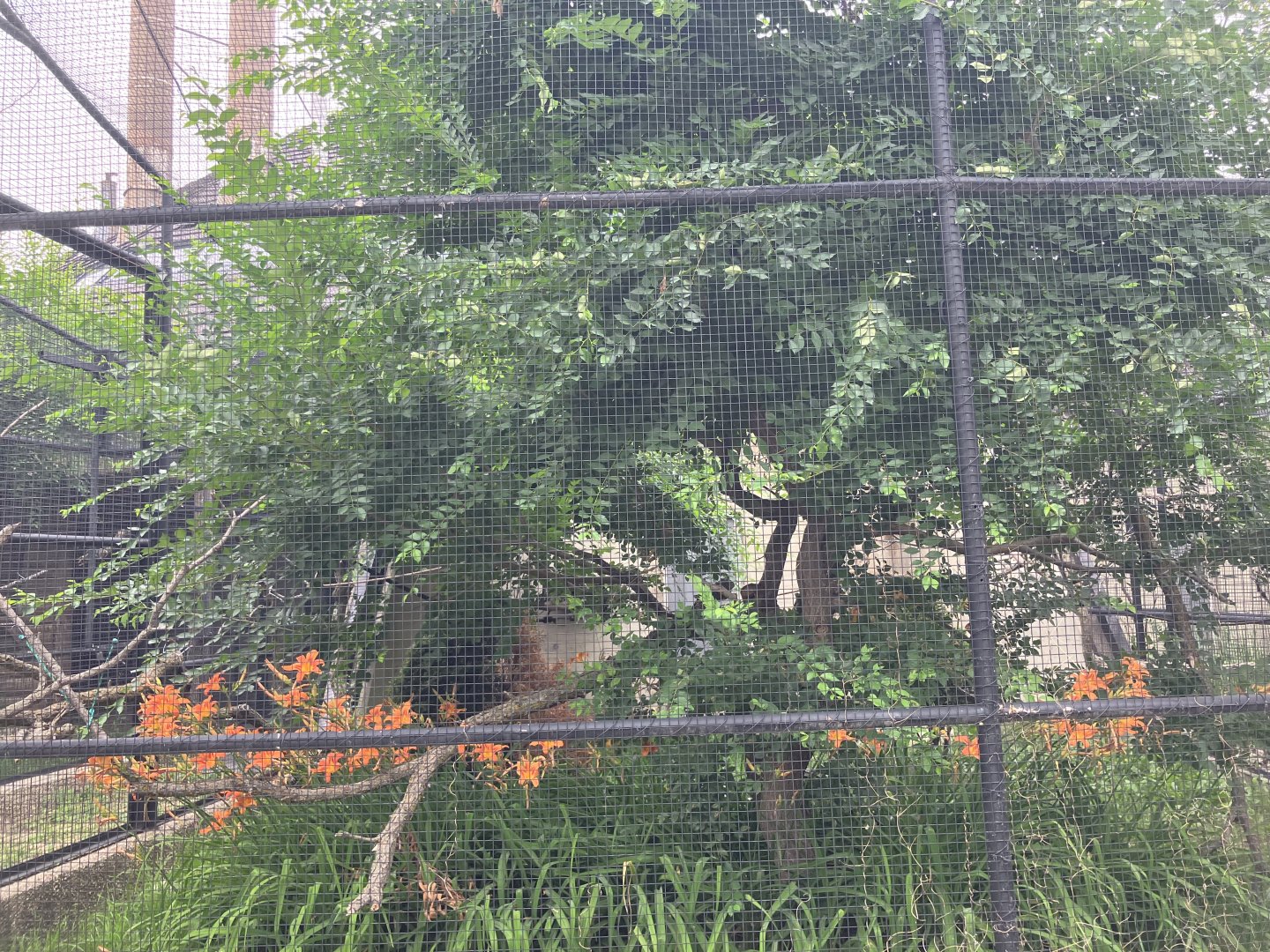 Toucan Ridge - Outdoor Guianan Squirrel Monkey Exhibit