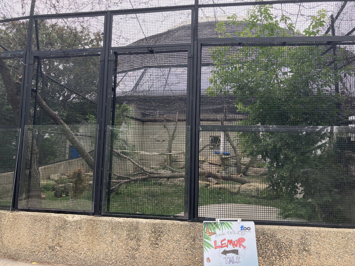 Toucan Ridge - Outdoor Ring-Tailed Lemur Exhibit