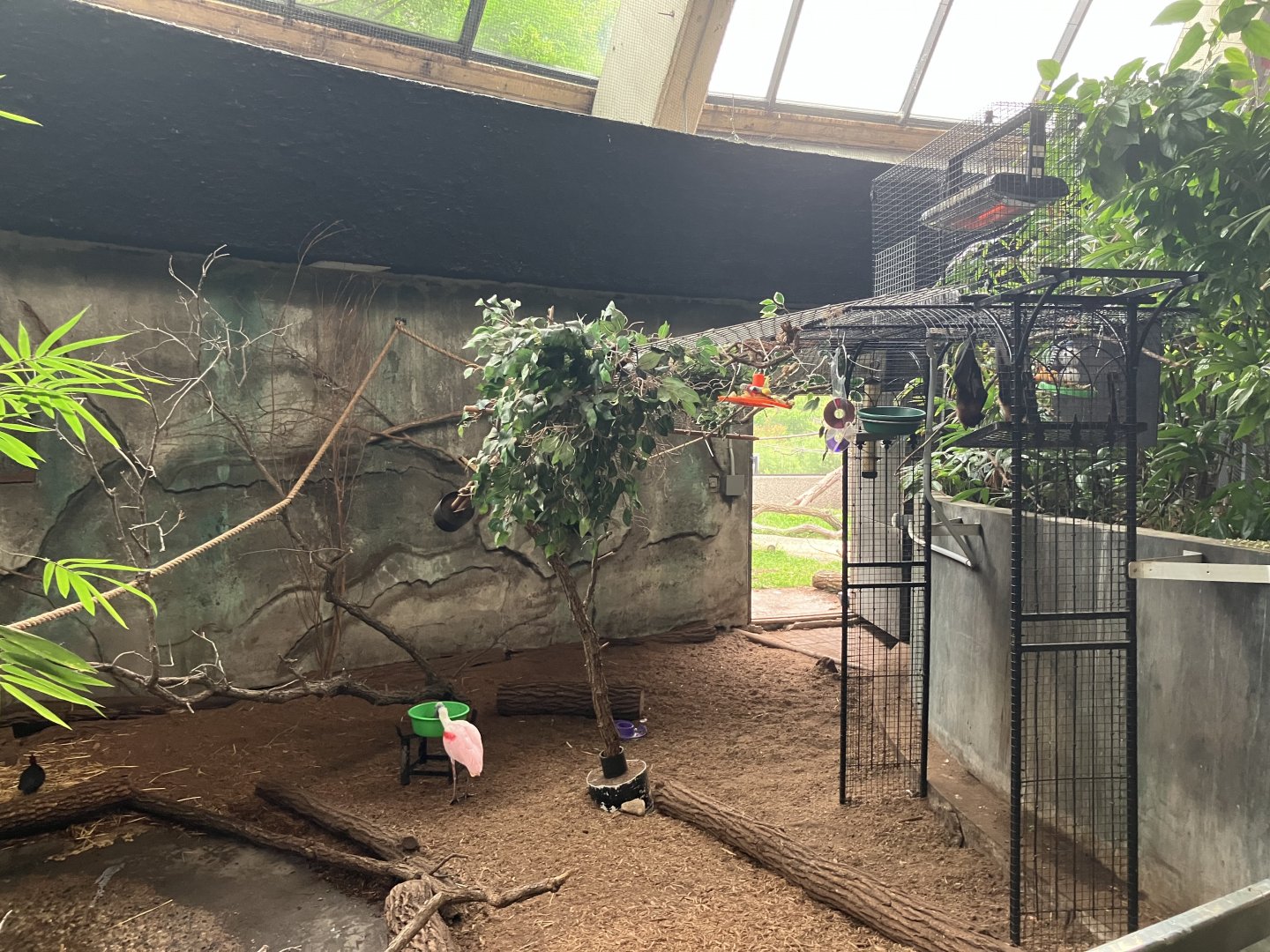 Toucan Ridge - Red-Footed Tortoise Exhibit