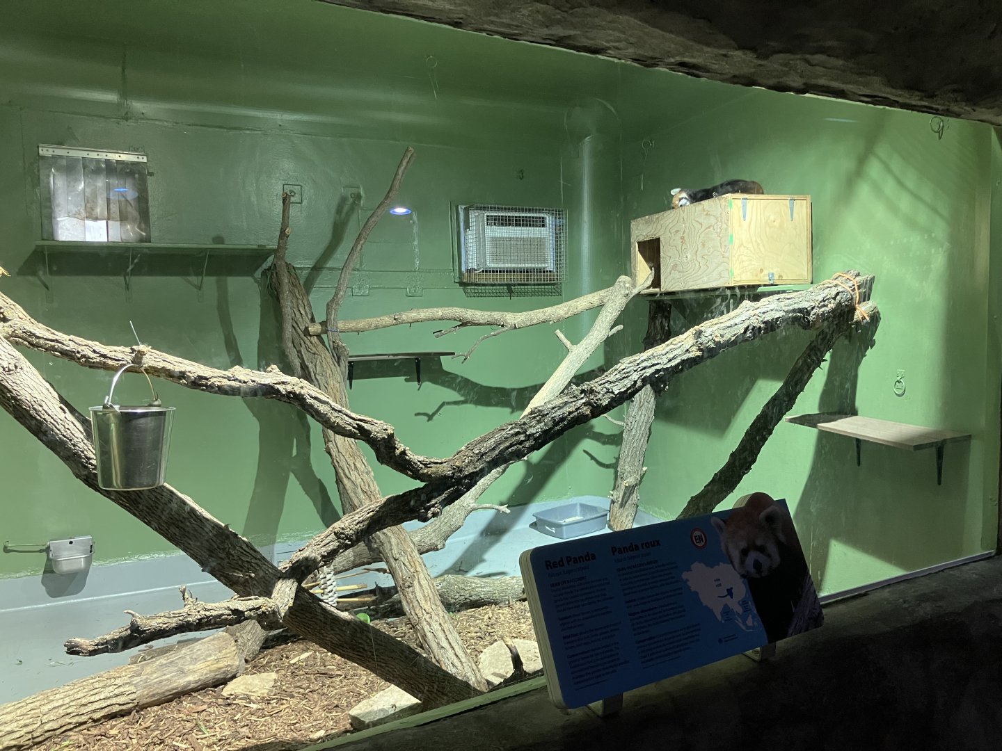 Toucan Ridge - Red Panda Exhibit