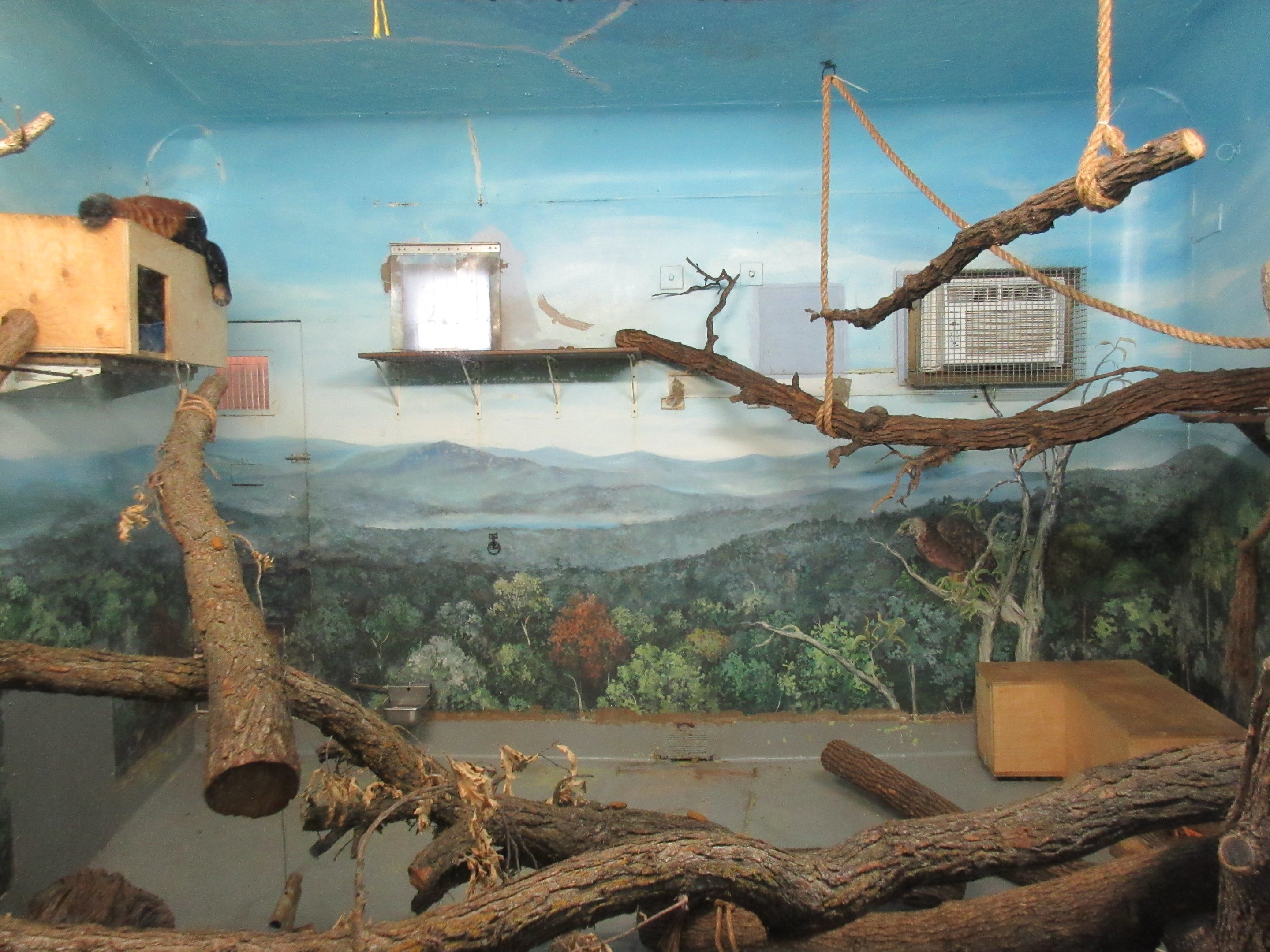 Toucan Ridge - Red Panda Indoor Exhibit