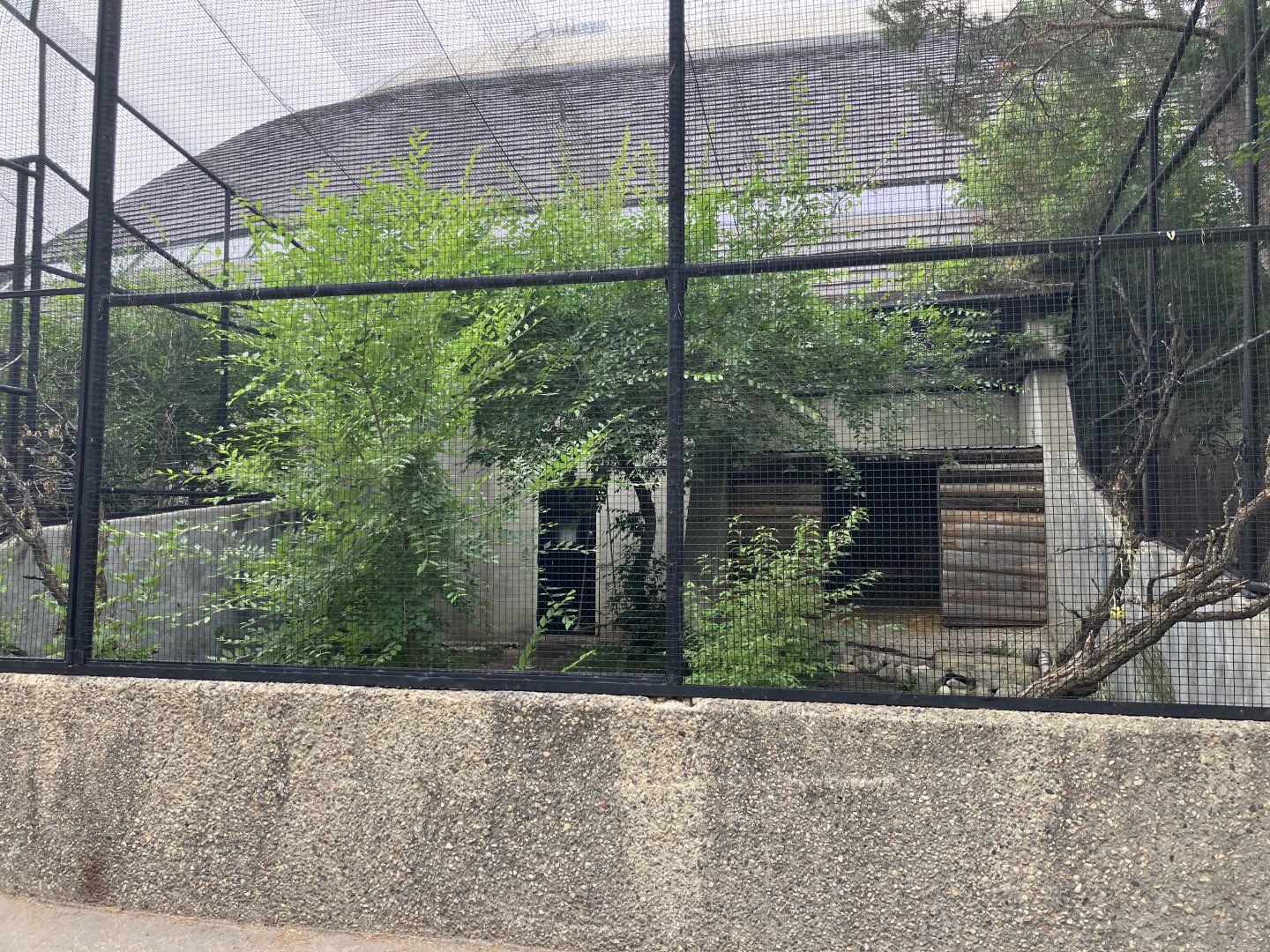 Toucan Ridge - Reeve’s Pheasant Exhibit