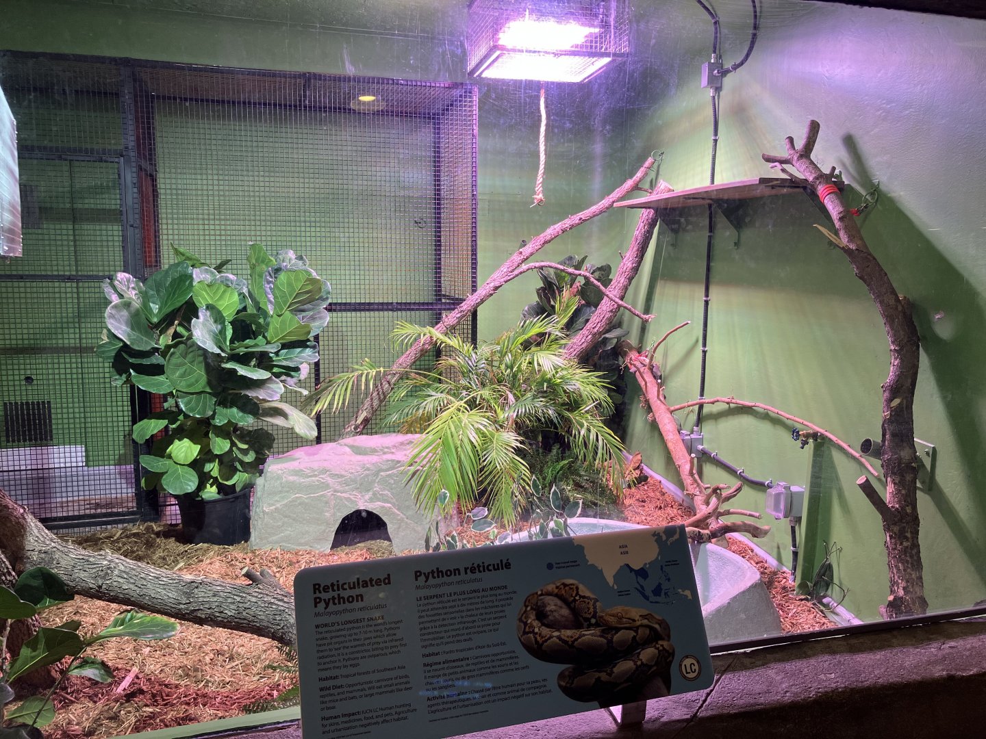 Toucan Ridge - Reticulated Python Exhibit