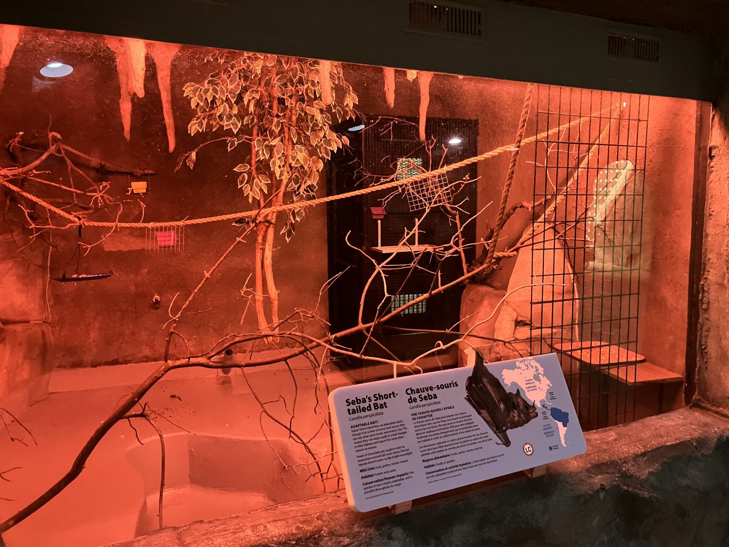 Toucan Ridge - Seba’s Short-Tailed Bat Exhibit