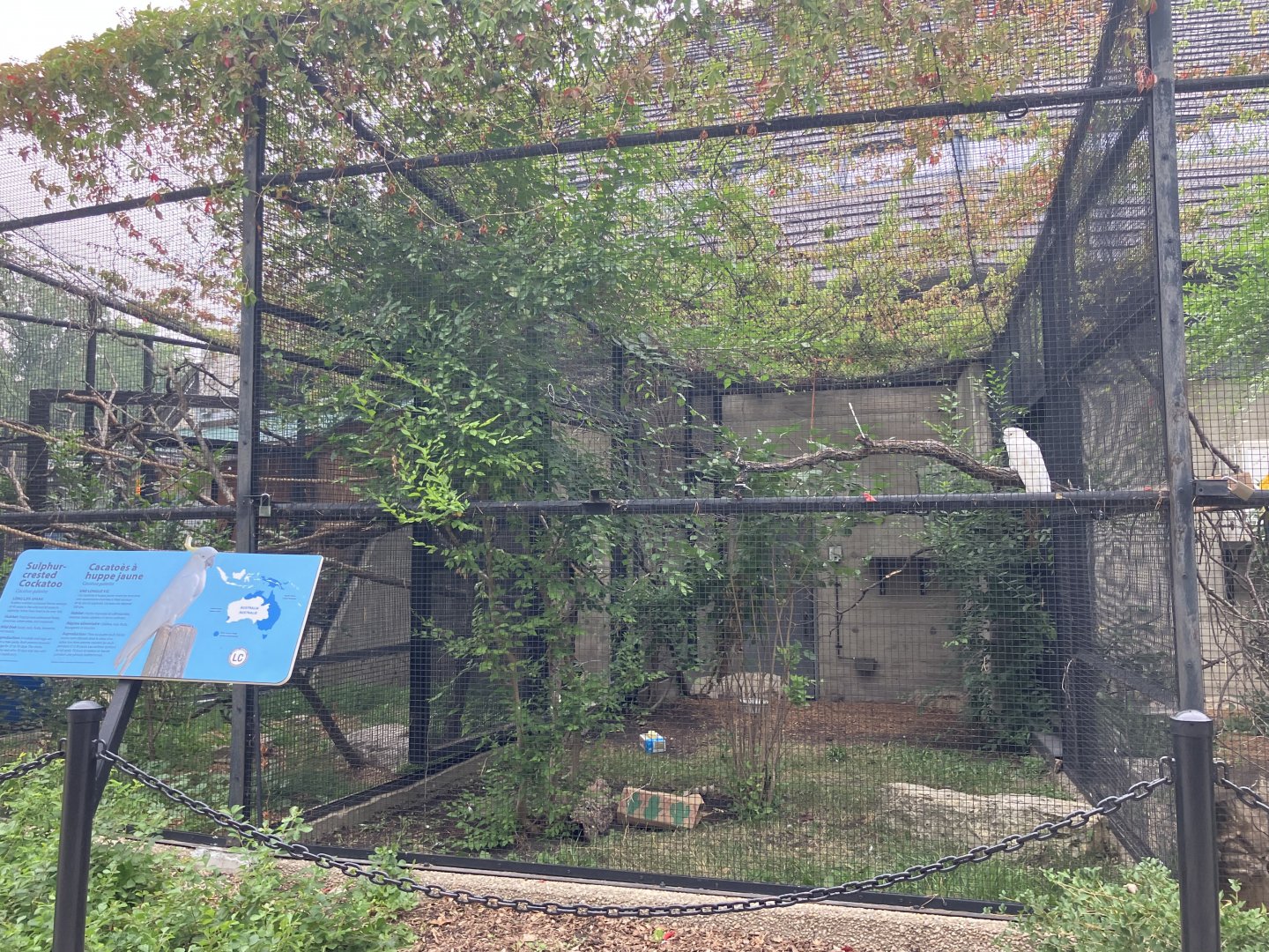 Toucan Ridge - Sulfur-Crested Cockatoo Exhibit