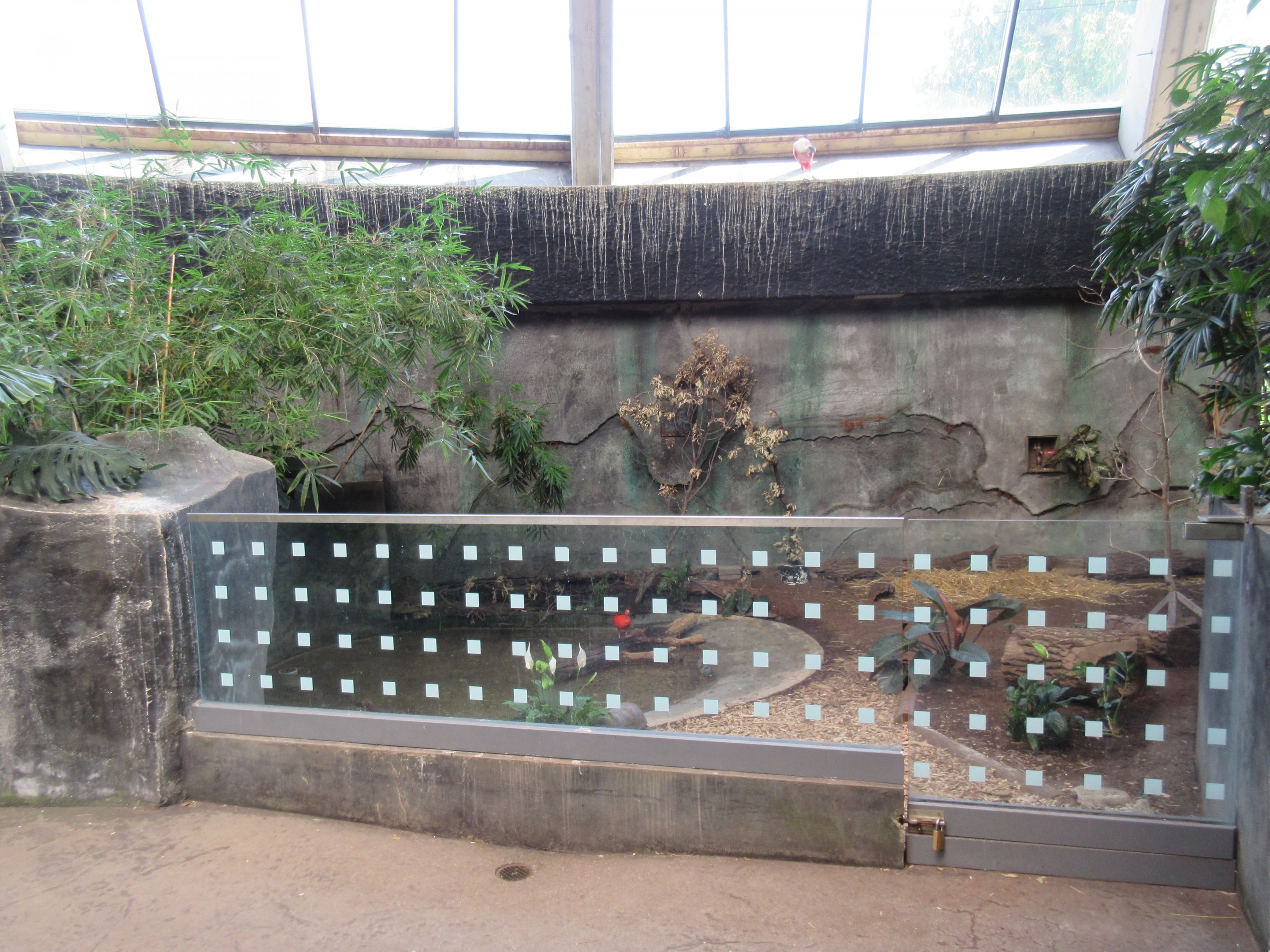 Toucan Ridge - Sunbittern/Scarlet Ibis/Red-footed Tortoise Exhibit