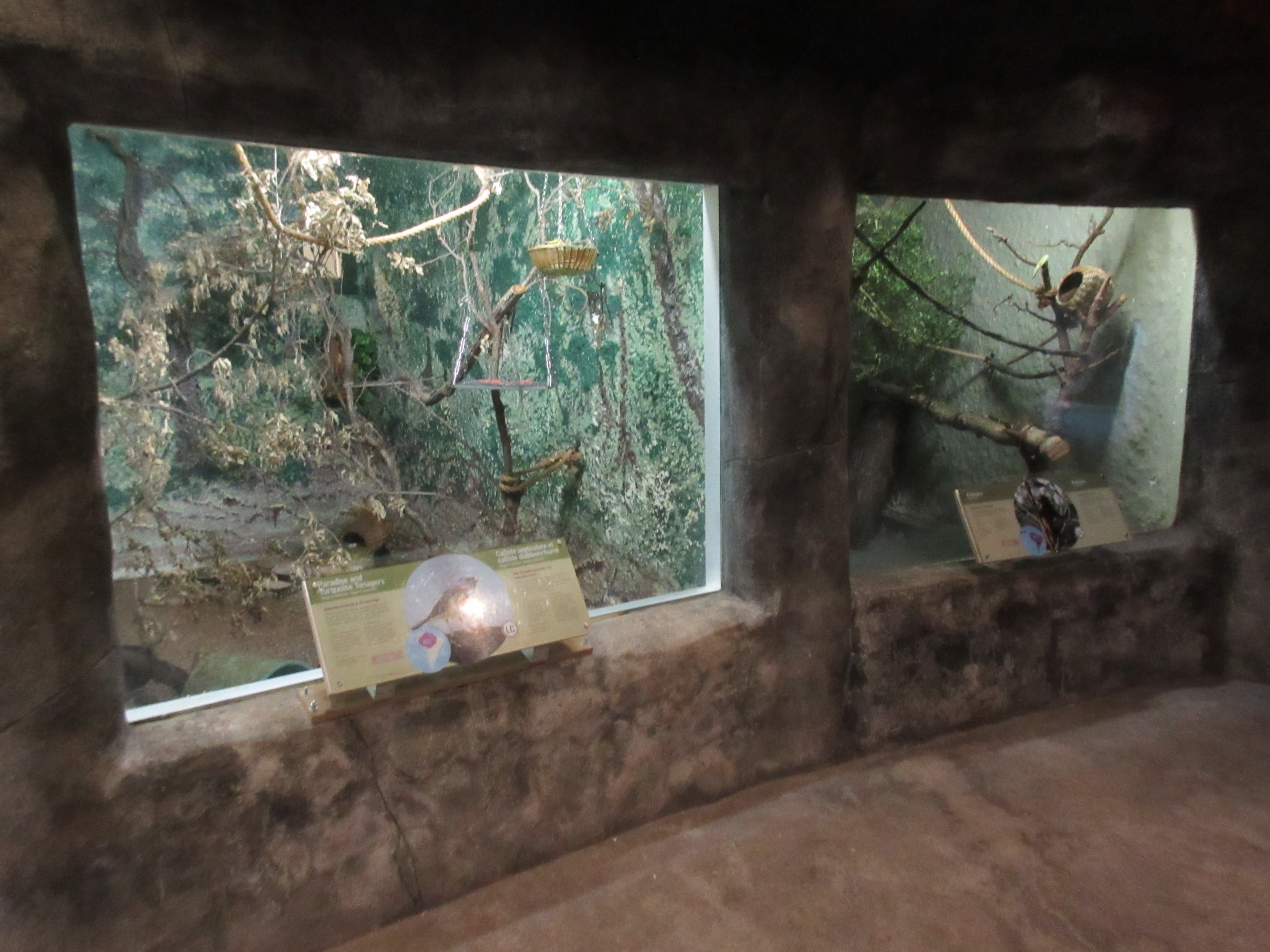 Toucan Ridge - Tropical House