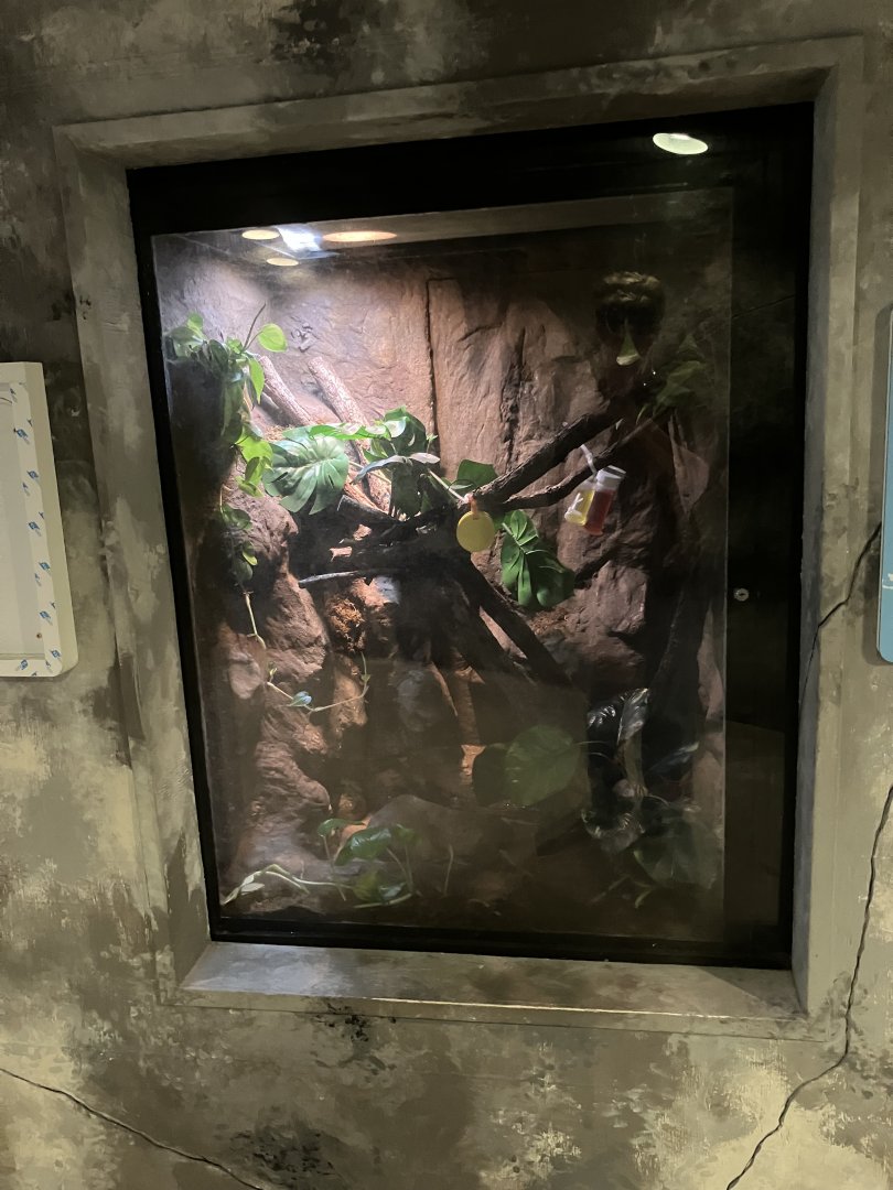 Toucan Ridge - White’s Treefrog/Solomon Islands Leaf Frog Exhibit