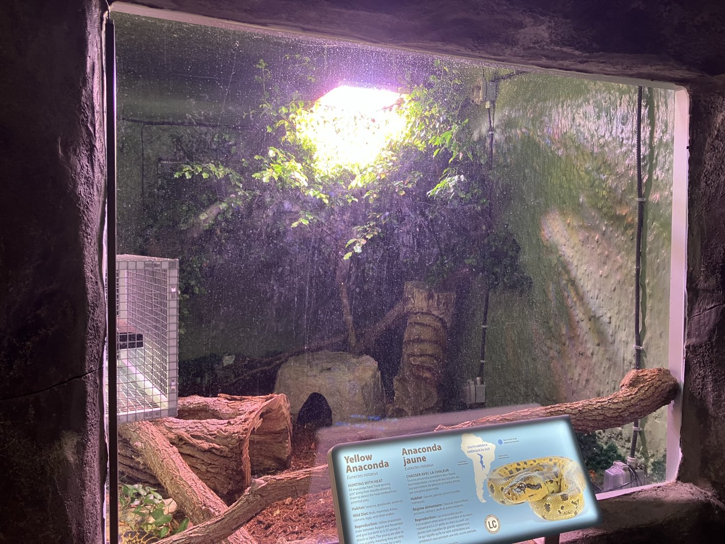 Toucan Ridge - Yellow Anaconda Exhibit