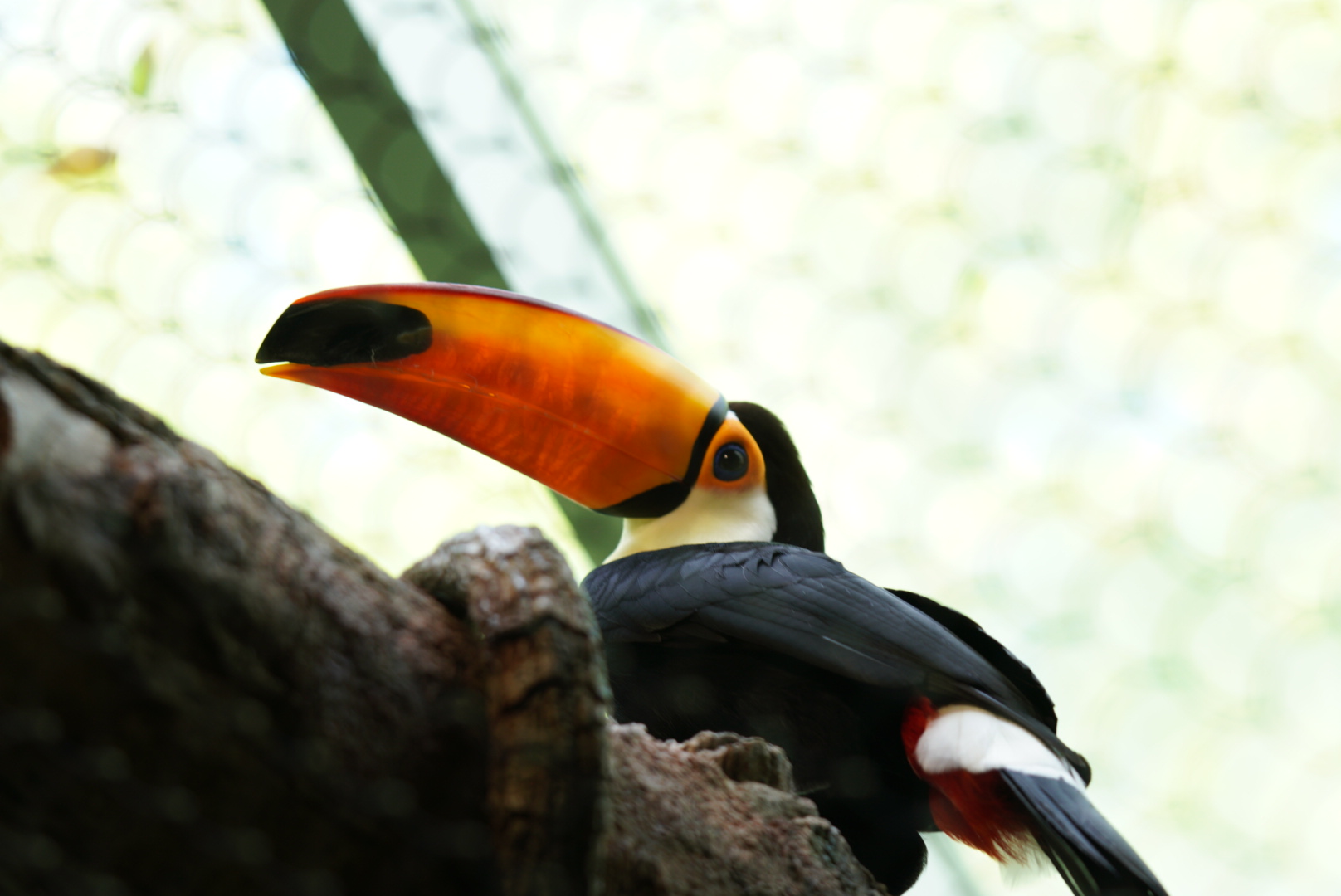 Toucan sp.