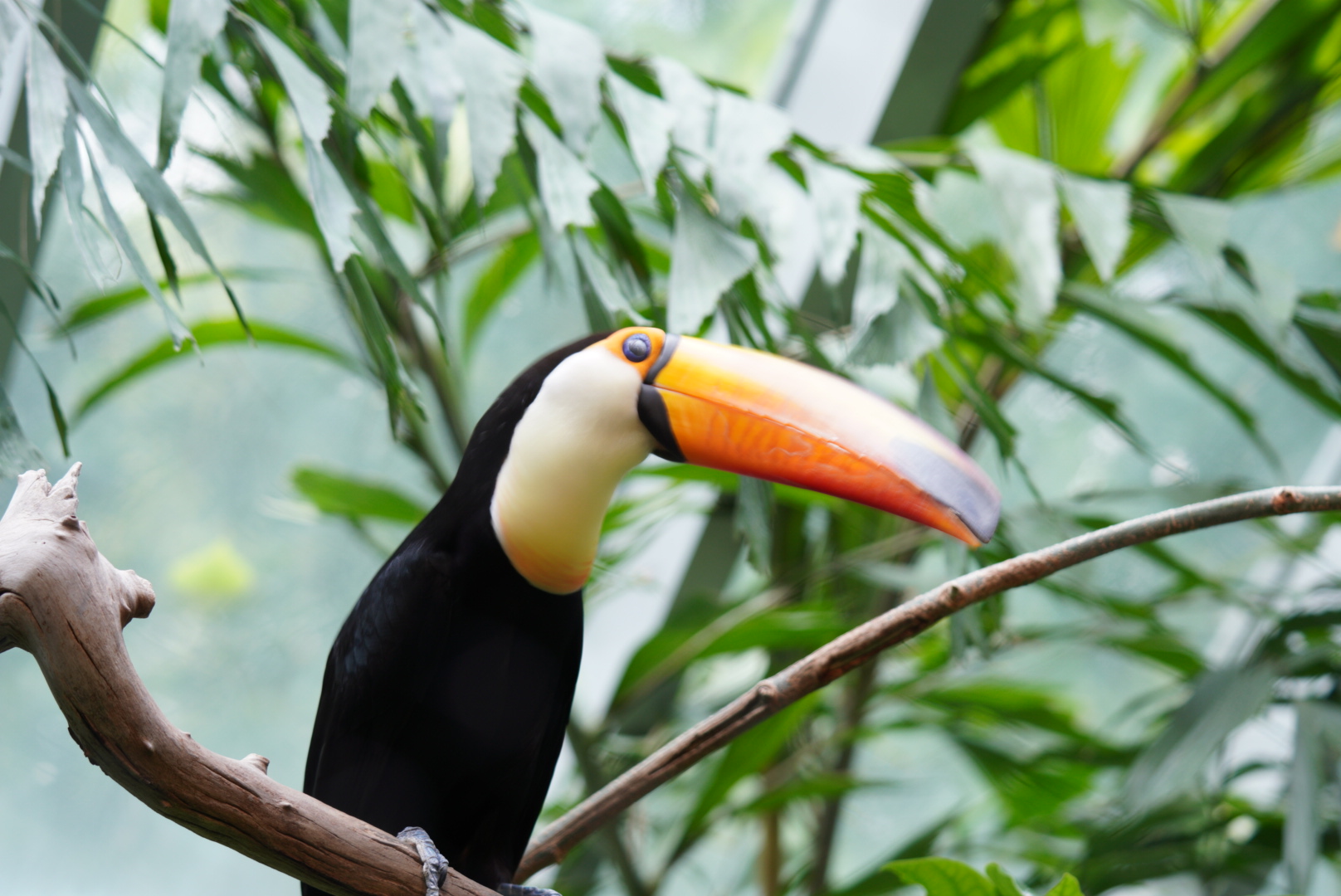 Toucan sp.