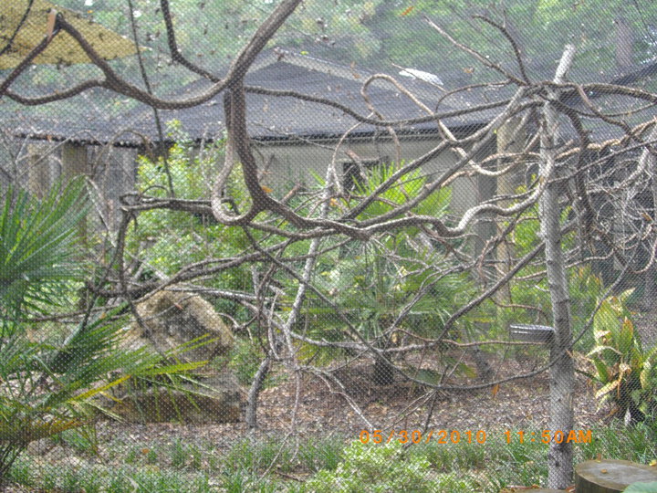 Toucan/Tamarin Aviary