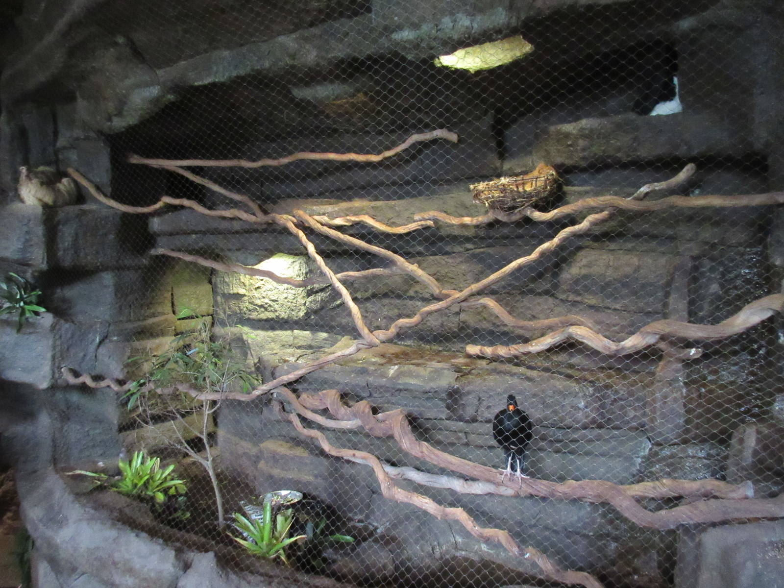 Toucan Terrace Exhibit