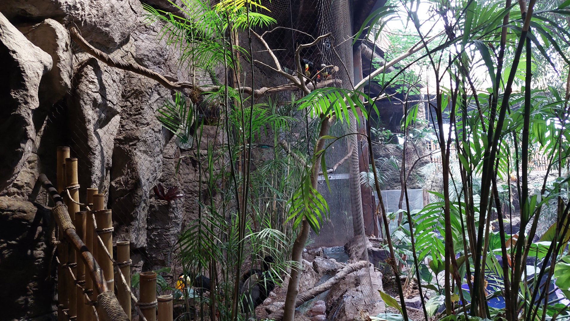 Toucan Terrace- Trumpeter and Toucan enclosure