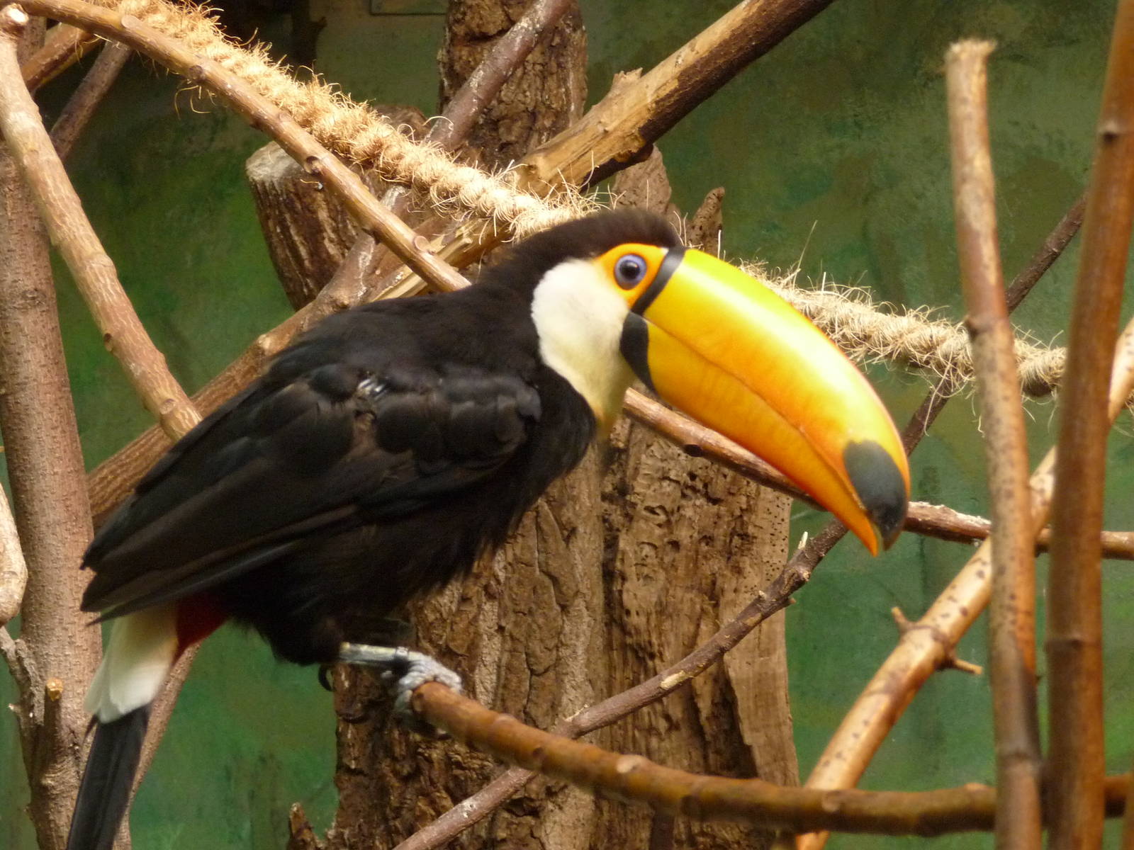 Toucan Toco