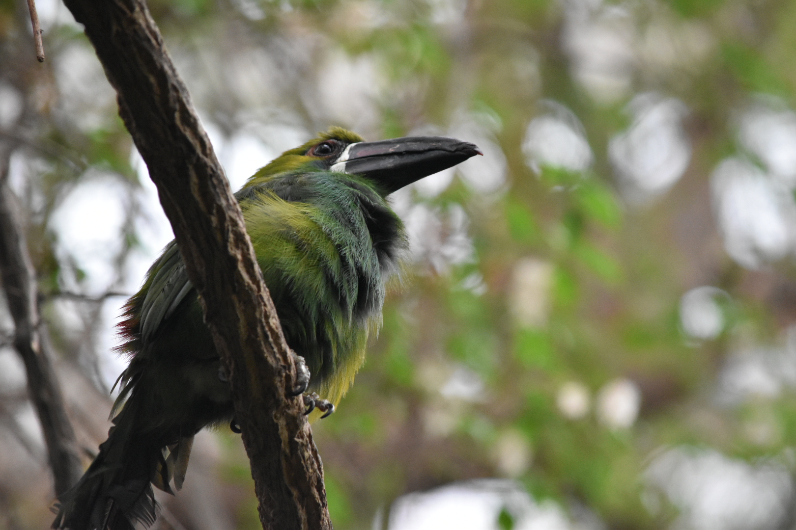 Toucan/Toucanet Species ID?