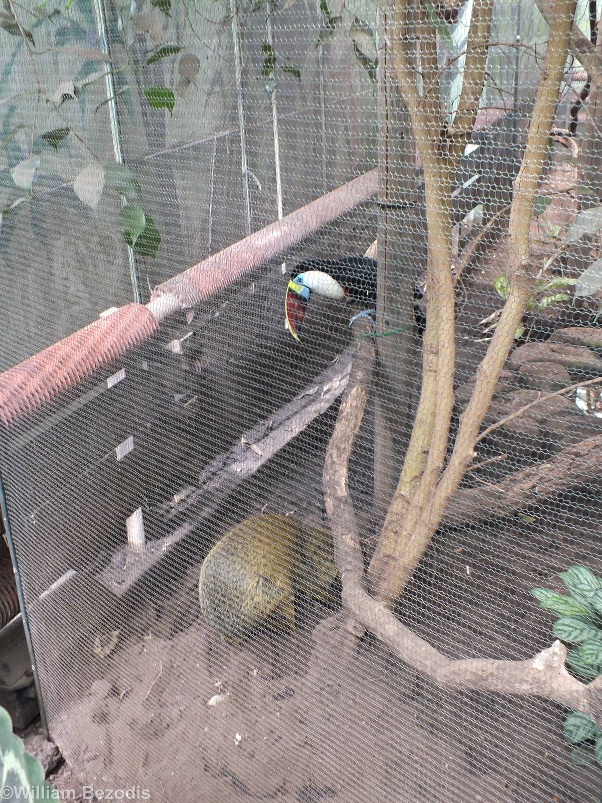 Toucan Watches Agouti
