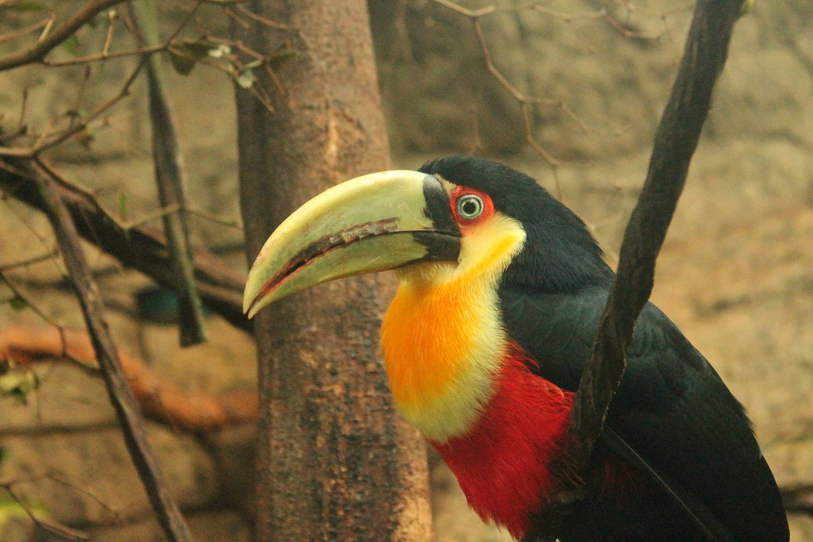 Toucan