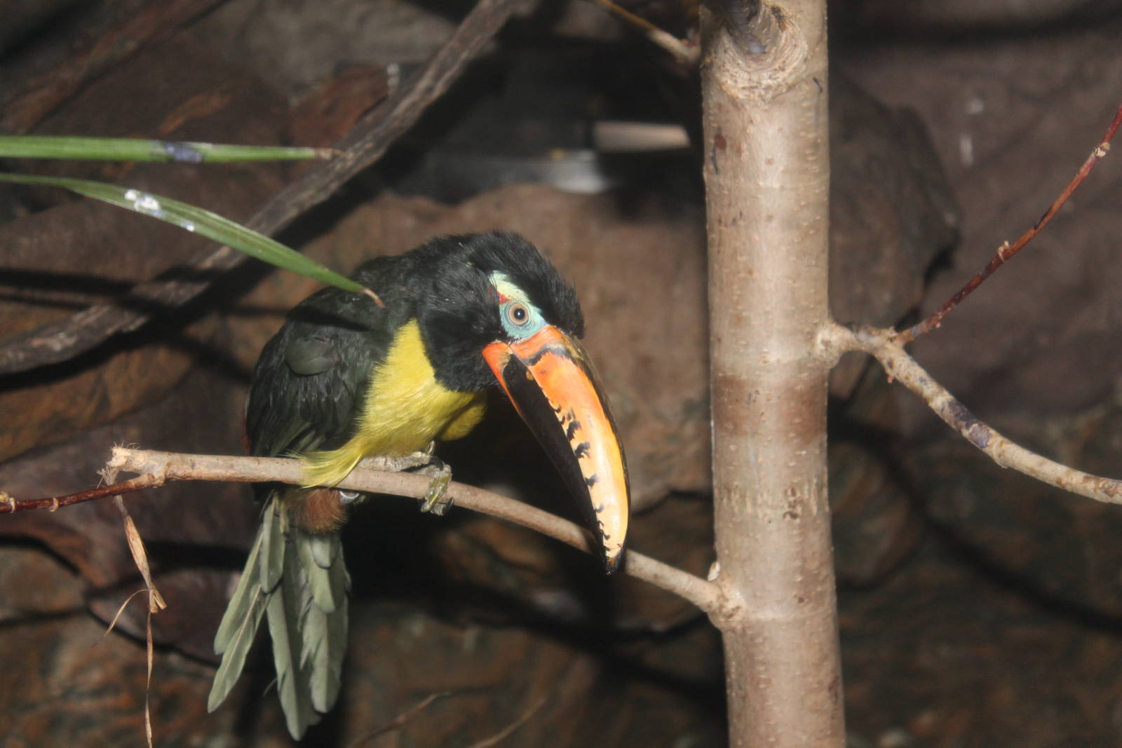 Toucan