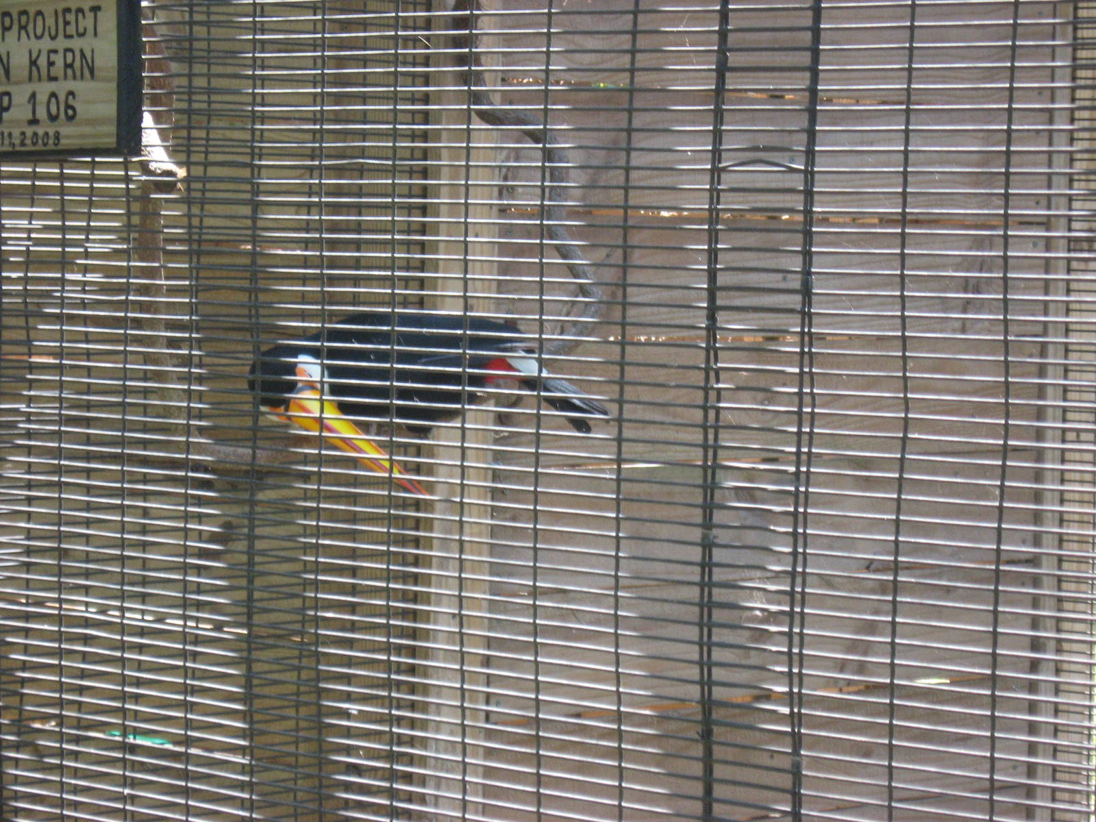 toucan