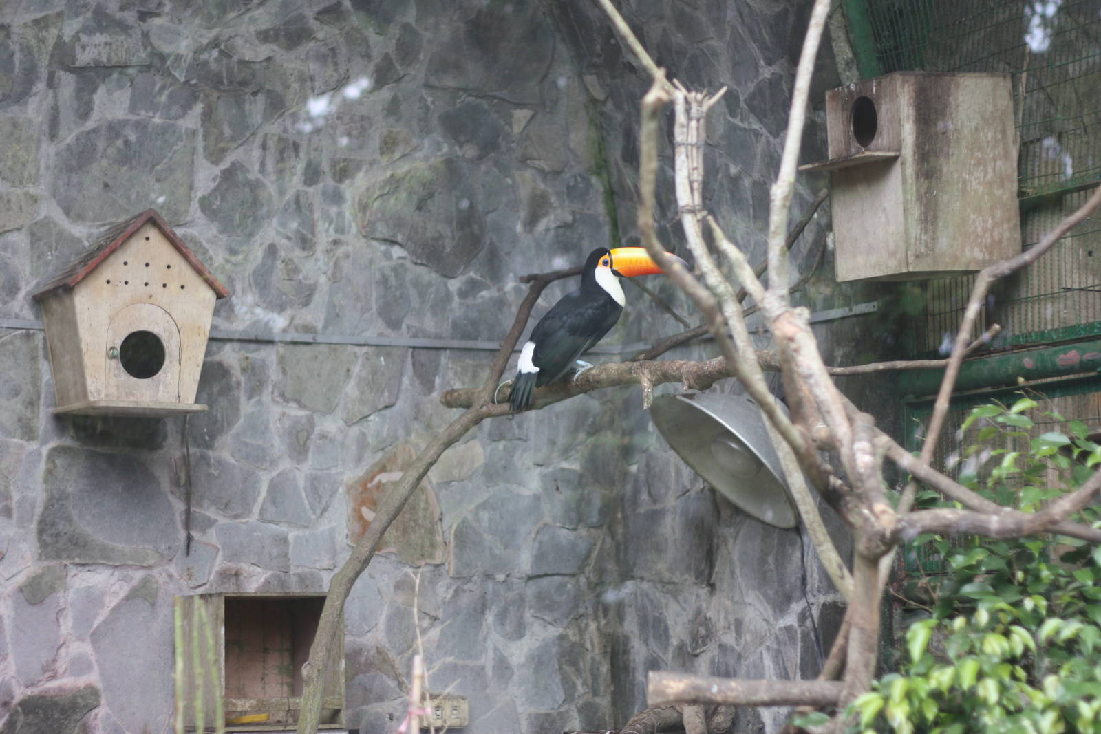 Toucan