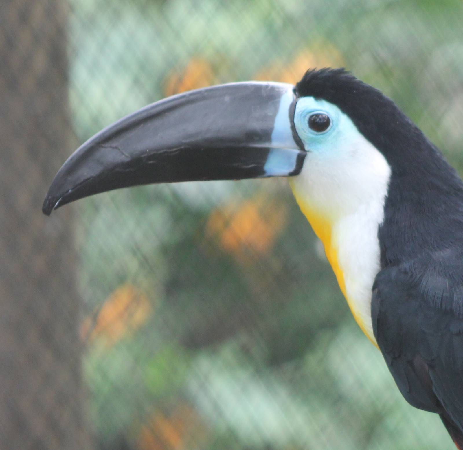 Toucan