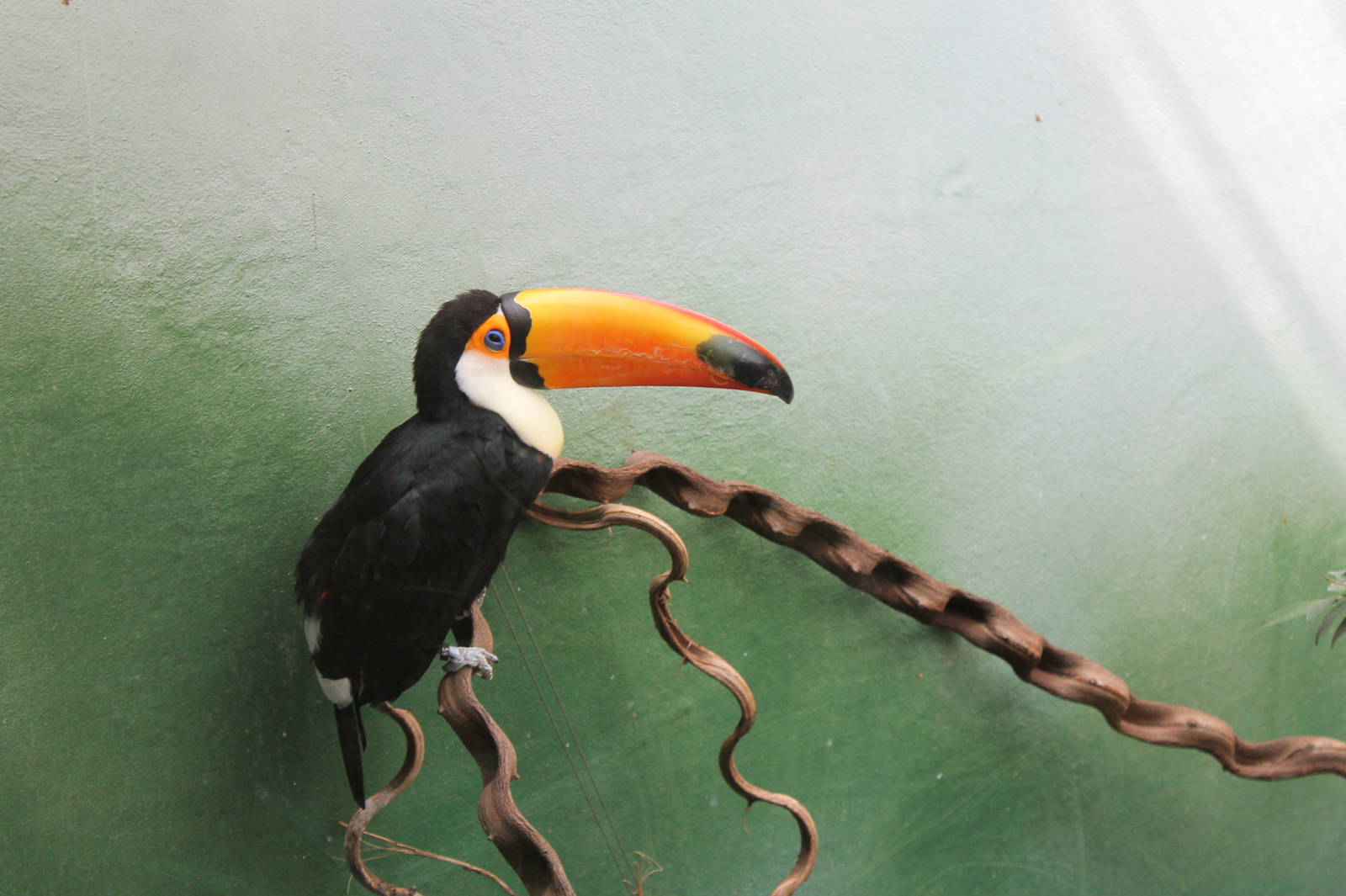 Toucan