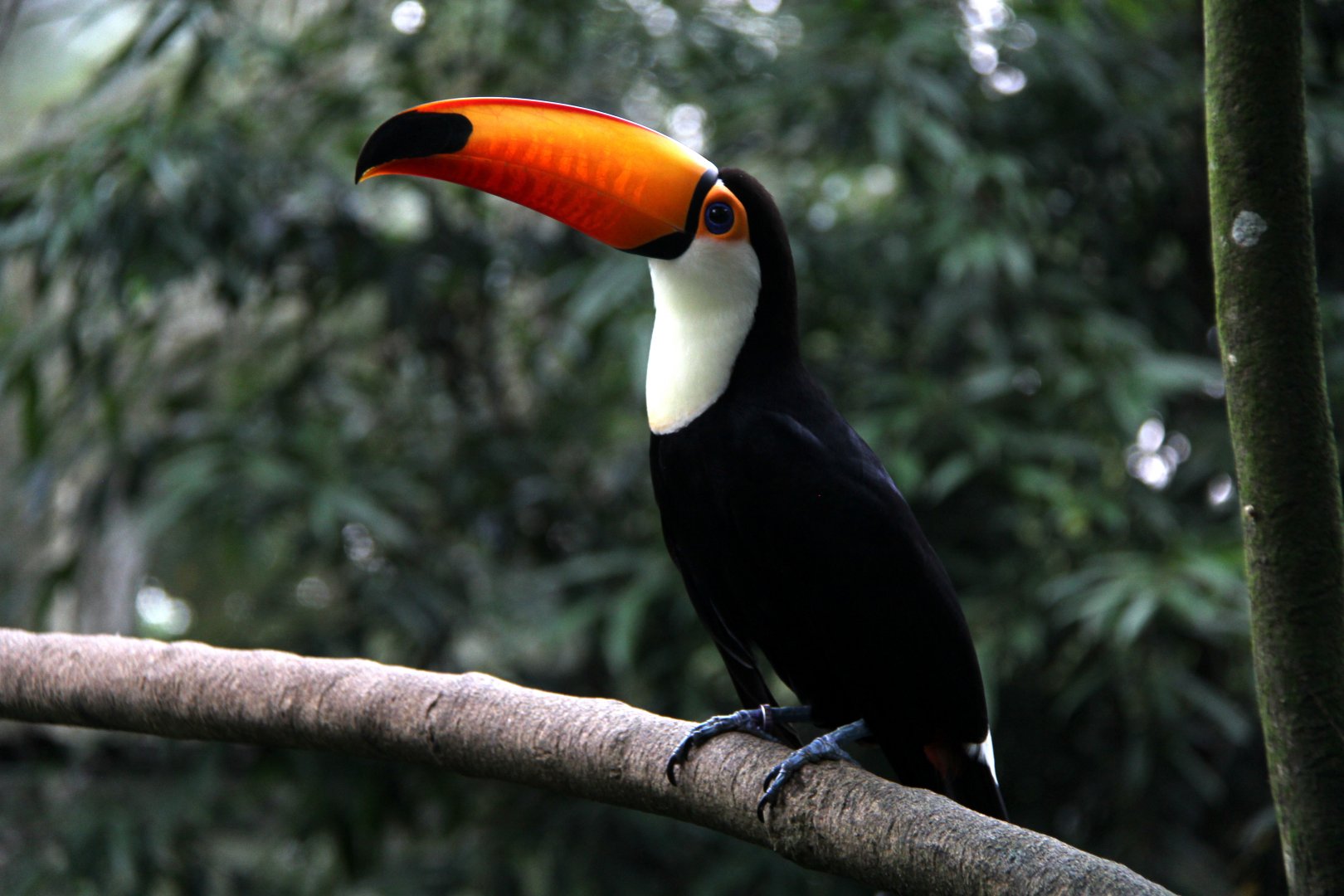 Toucan