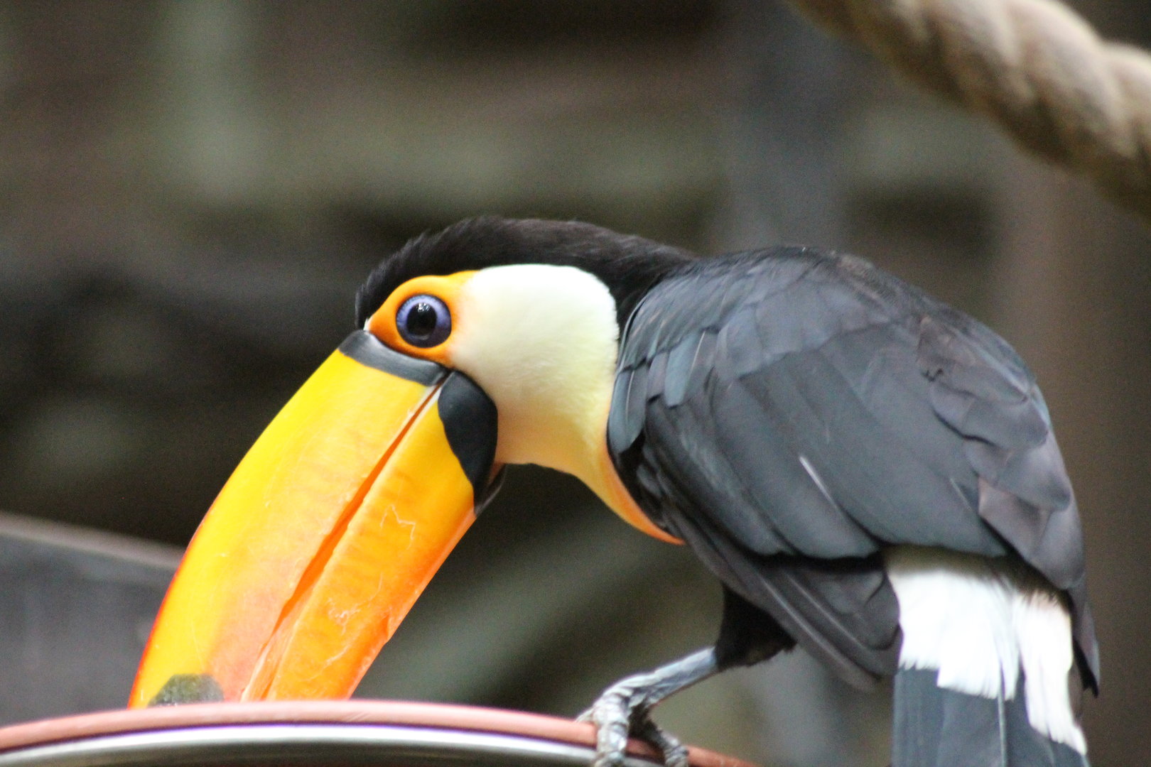 Toucan