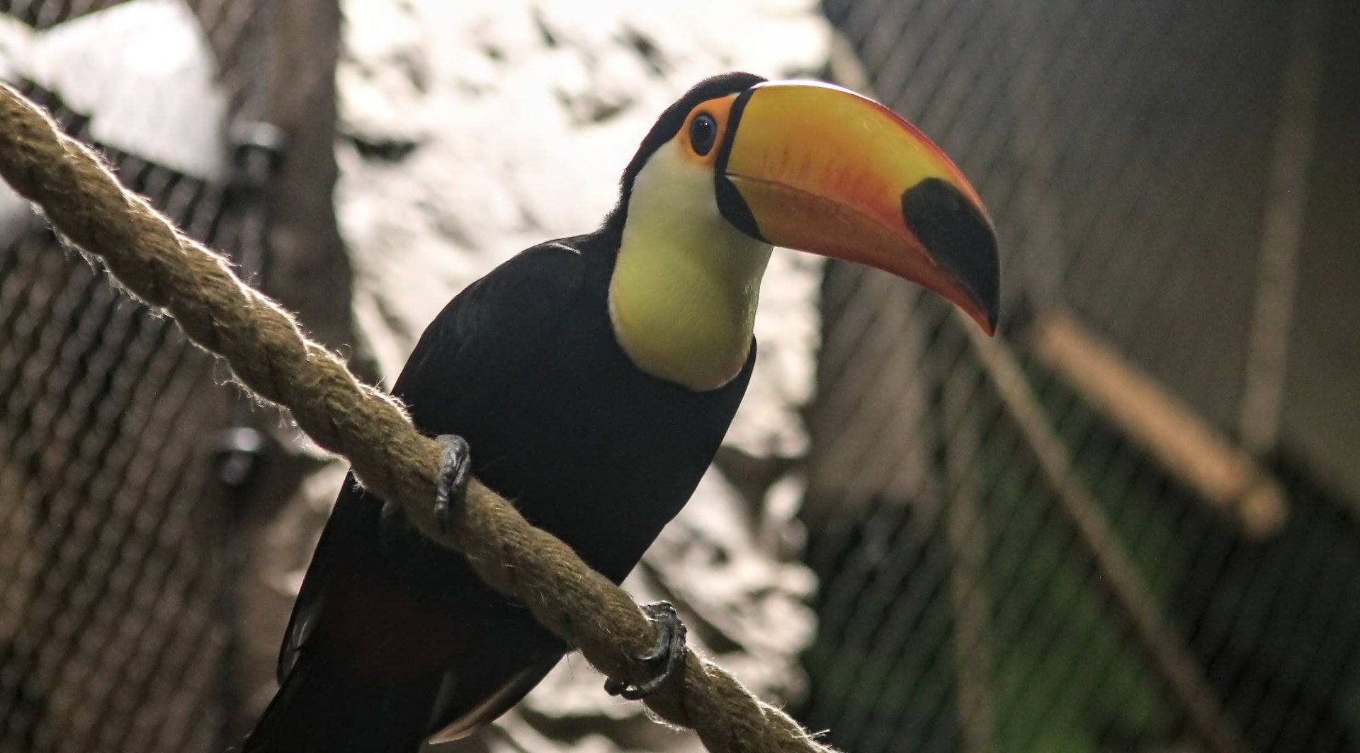 Toucan