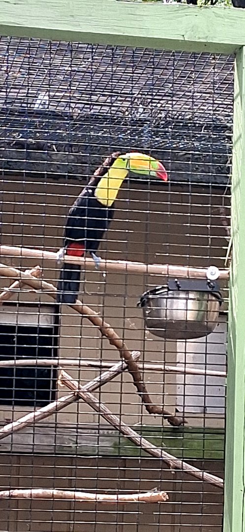 Toucan
