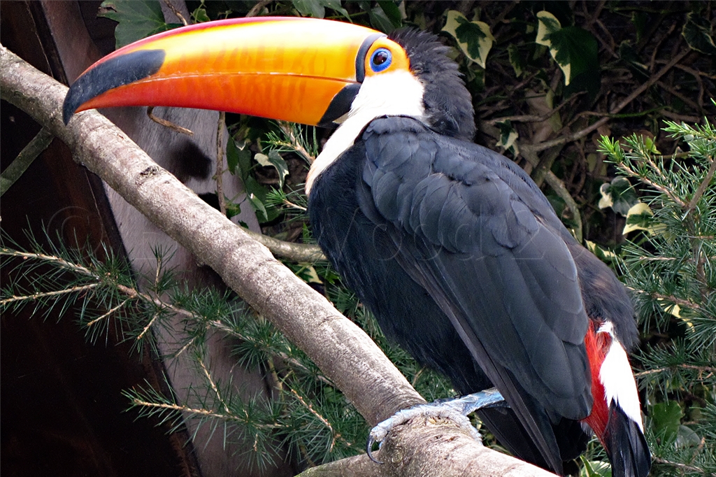 Toucan
