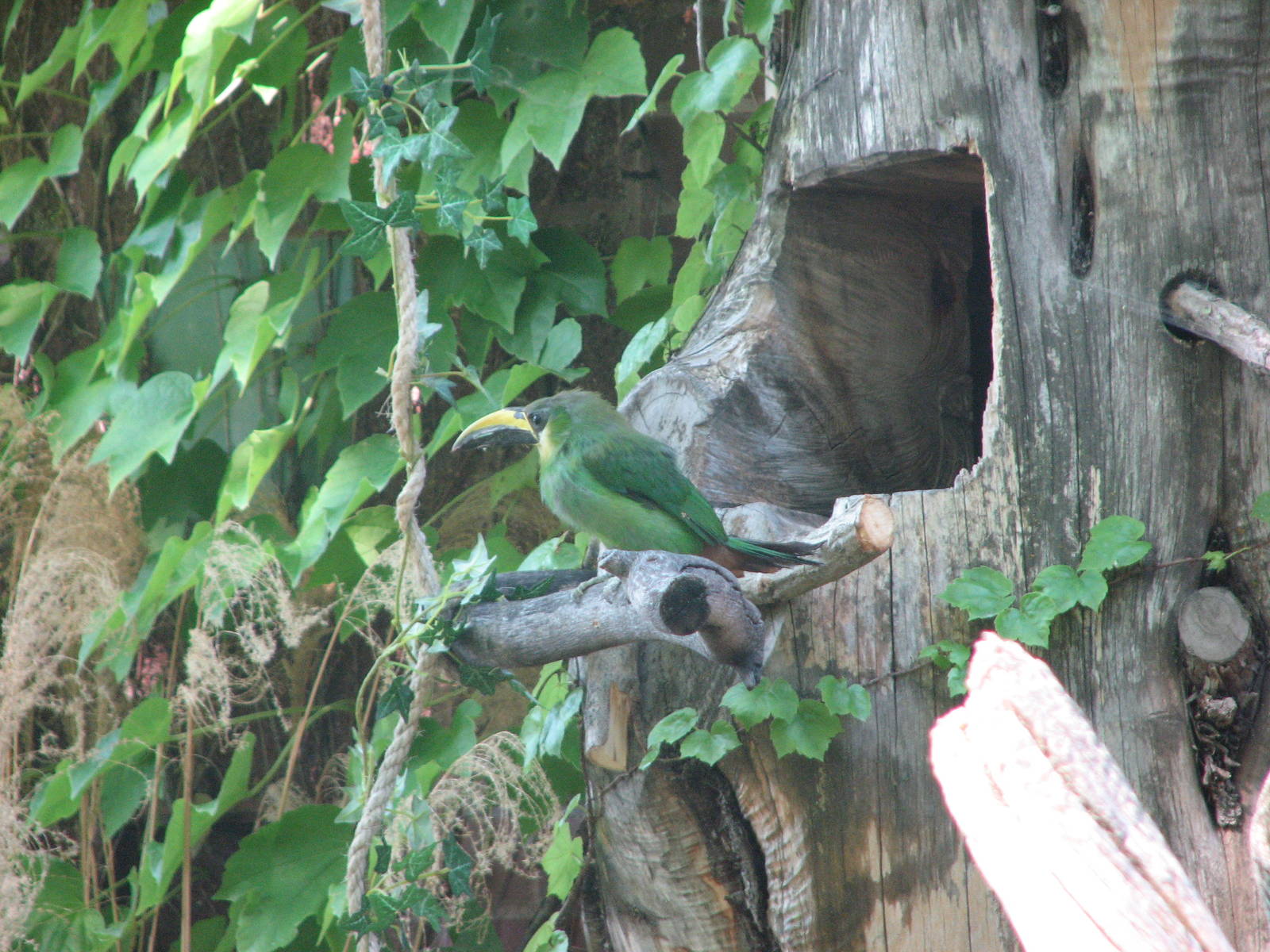 Toucanet? - Bird Show