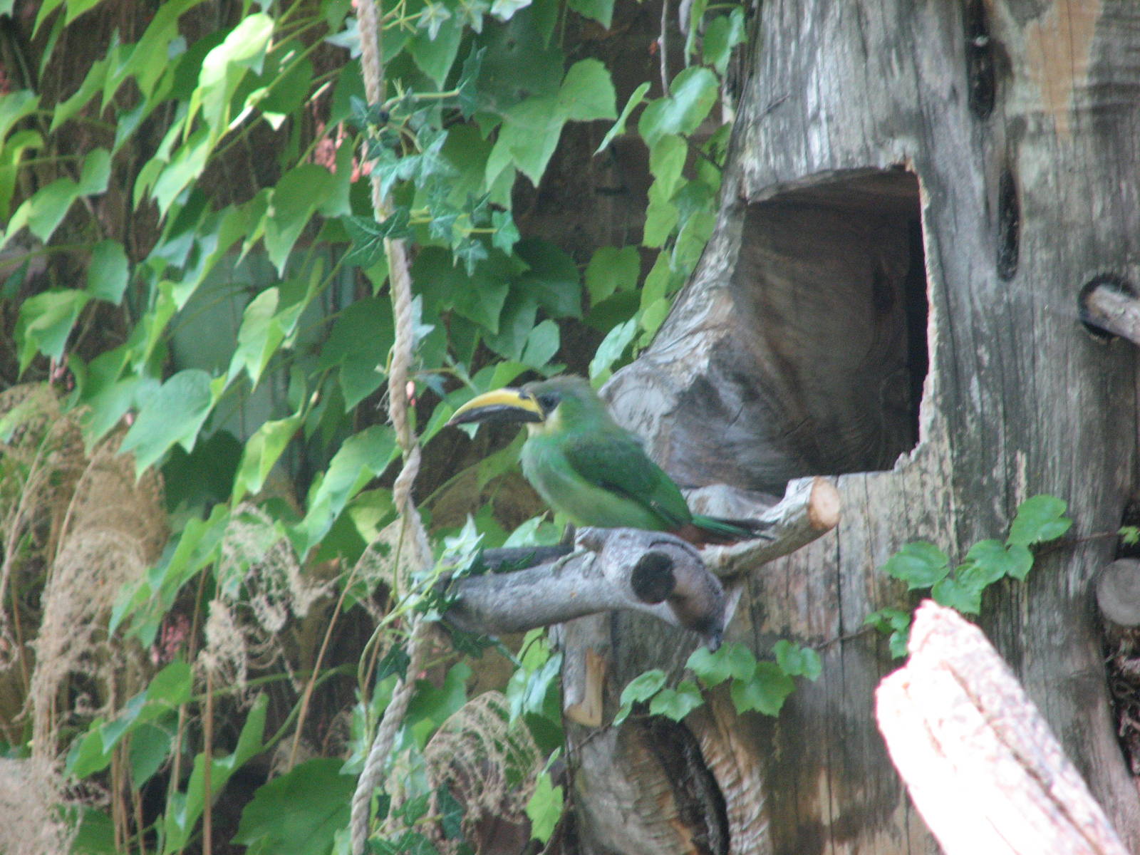 Toucanet? - Bird Show