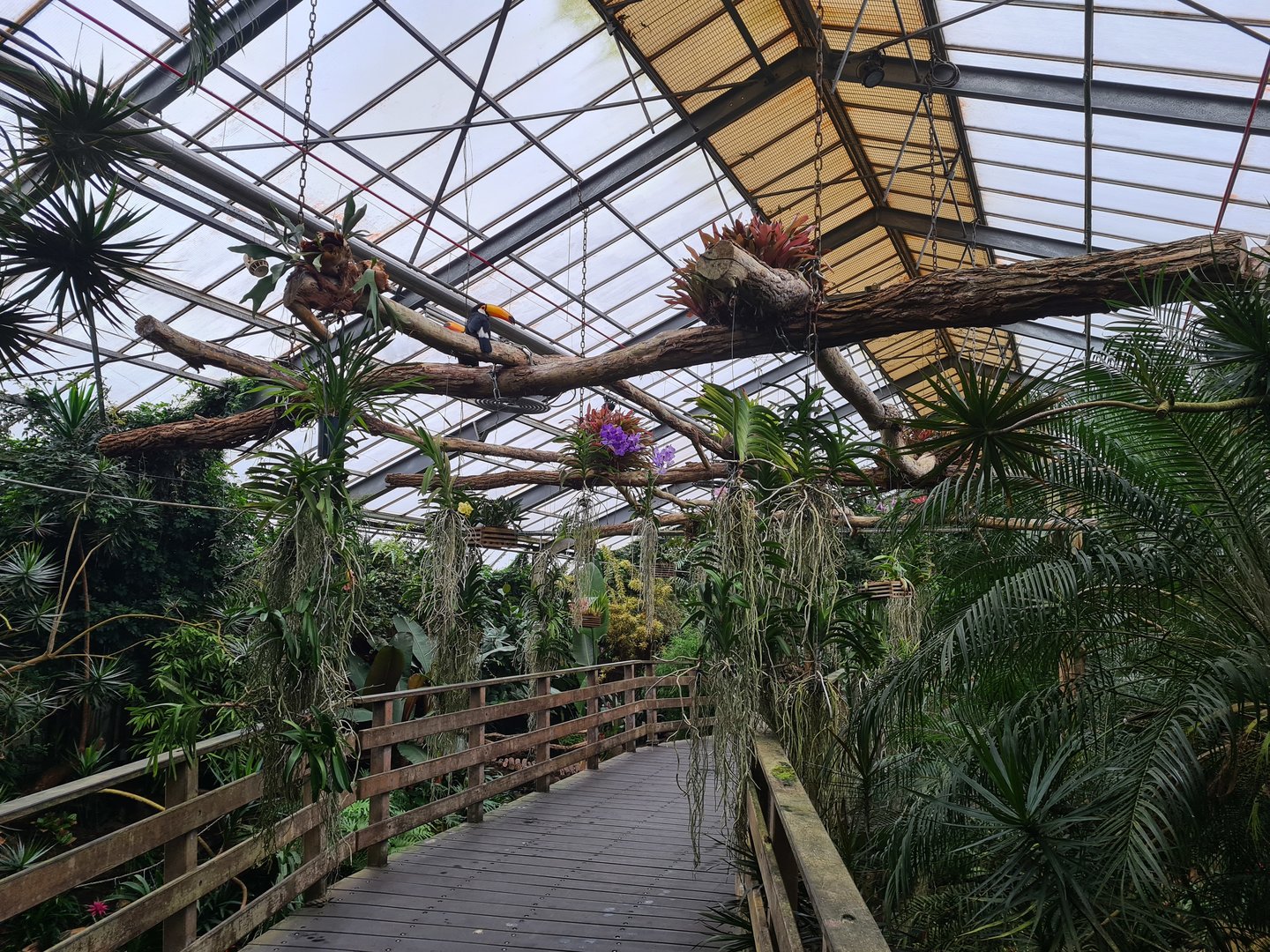 Toucans on floating plant bridge in "Amazon" hall