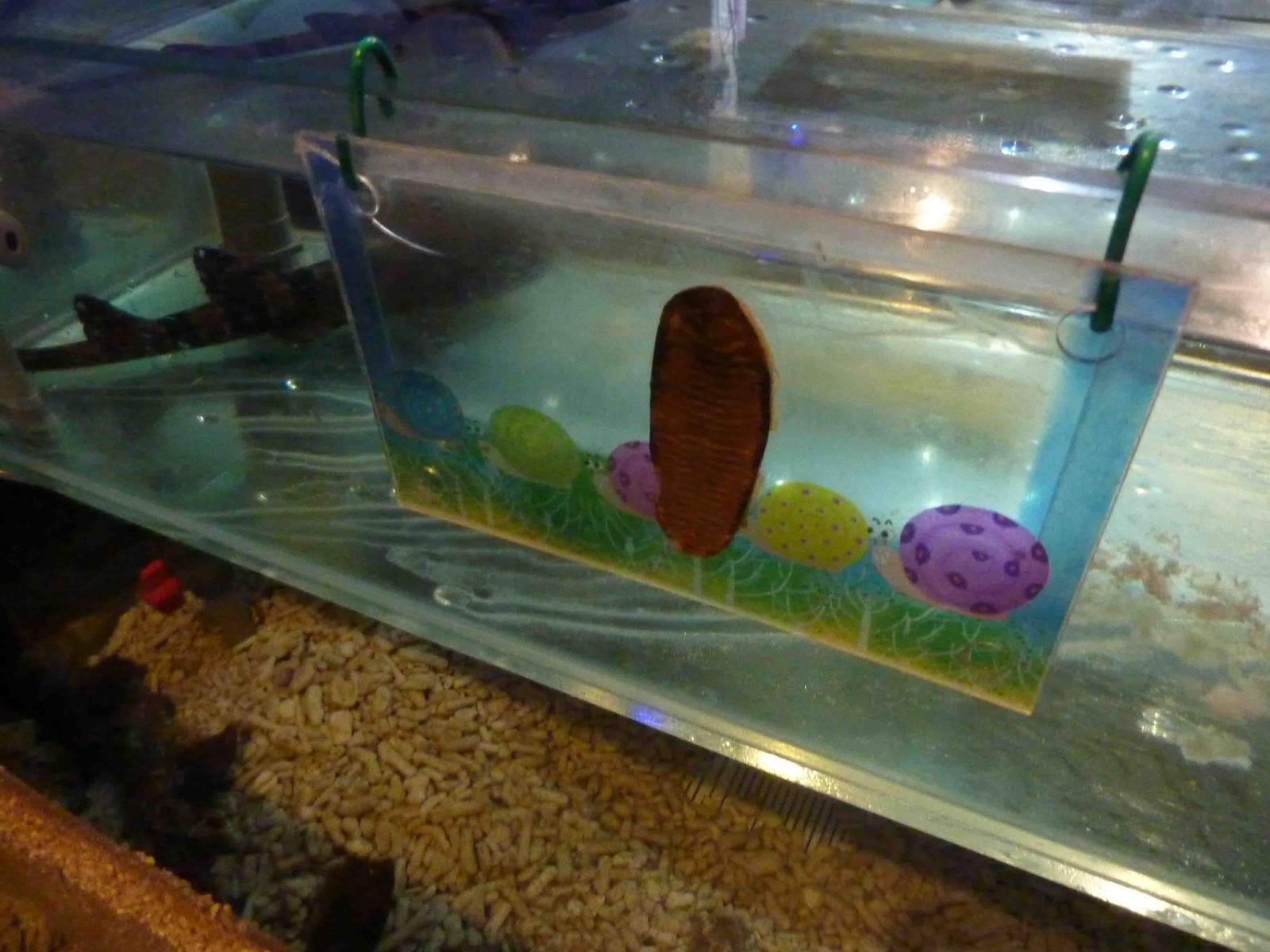 Touch a chiton, May 2013.