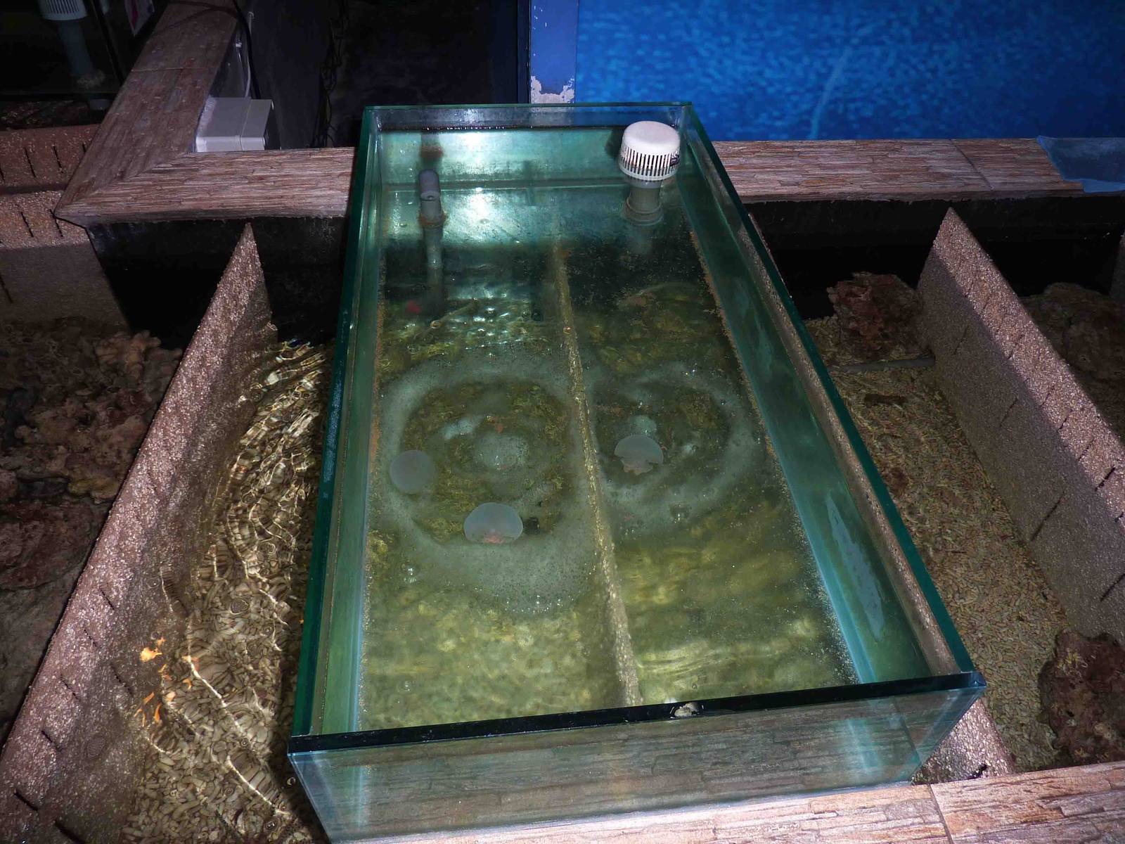 Touch a jellyfish, May 2013.